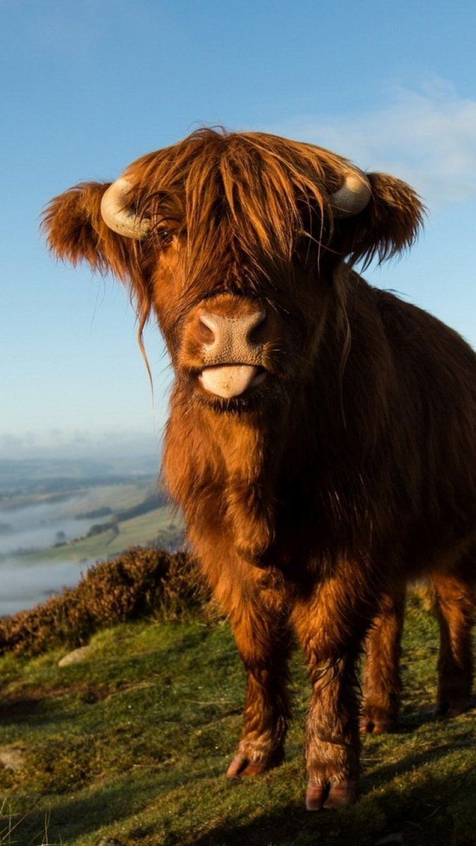 680x1200 MELLOCHELLO1. Cow wallpaper, Animal wallpaper, Cow, Phone