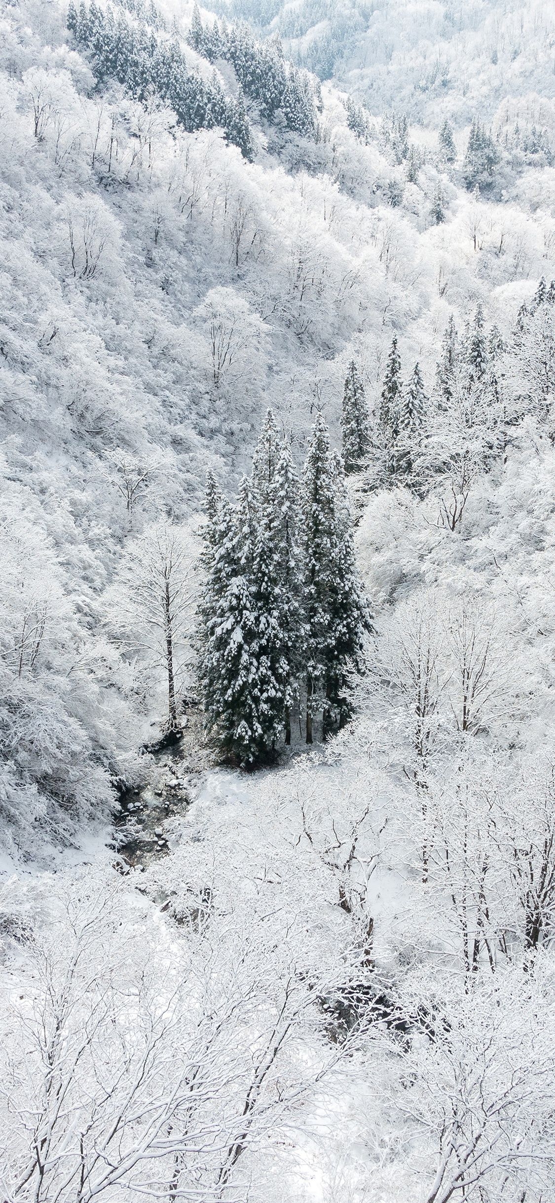 1130x2440 iPhone X wallpaper. winter white snow, Phone