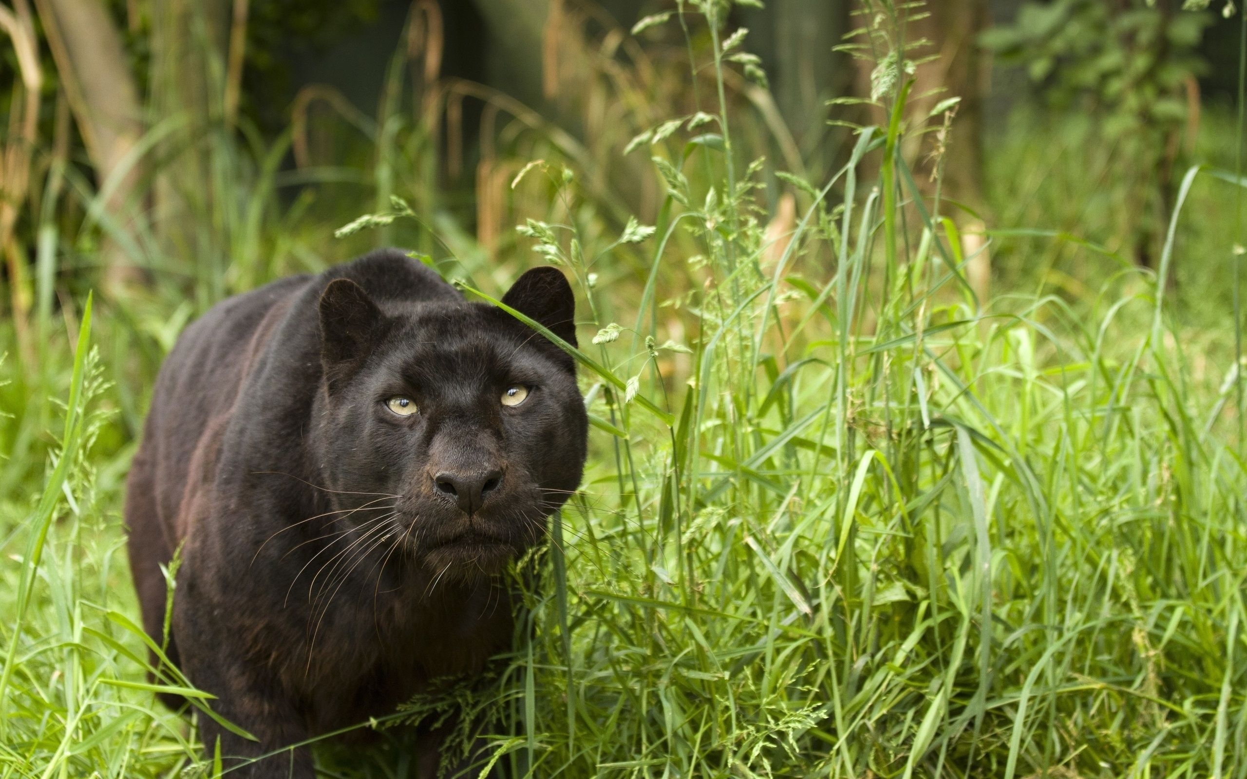 2560x1600 Black Puma Wallpaper 4k, Desktop