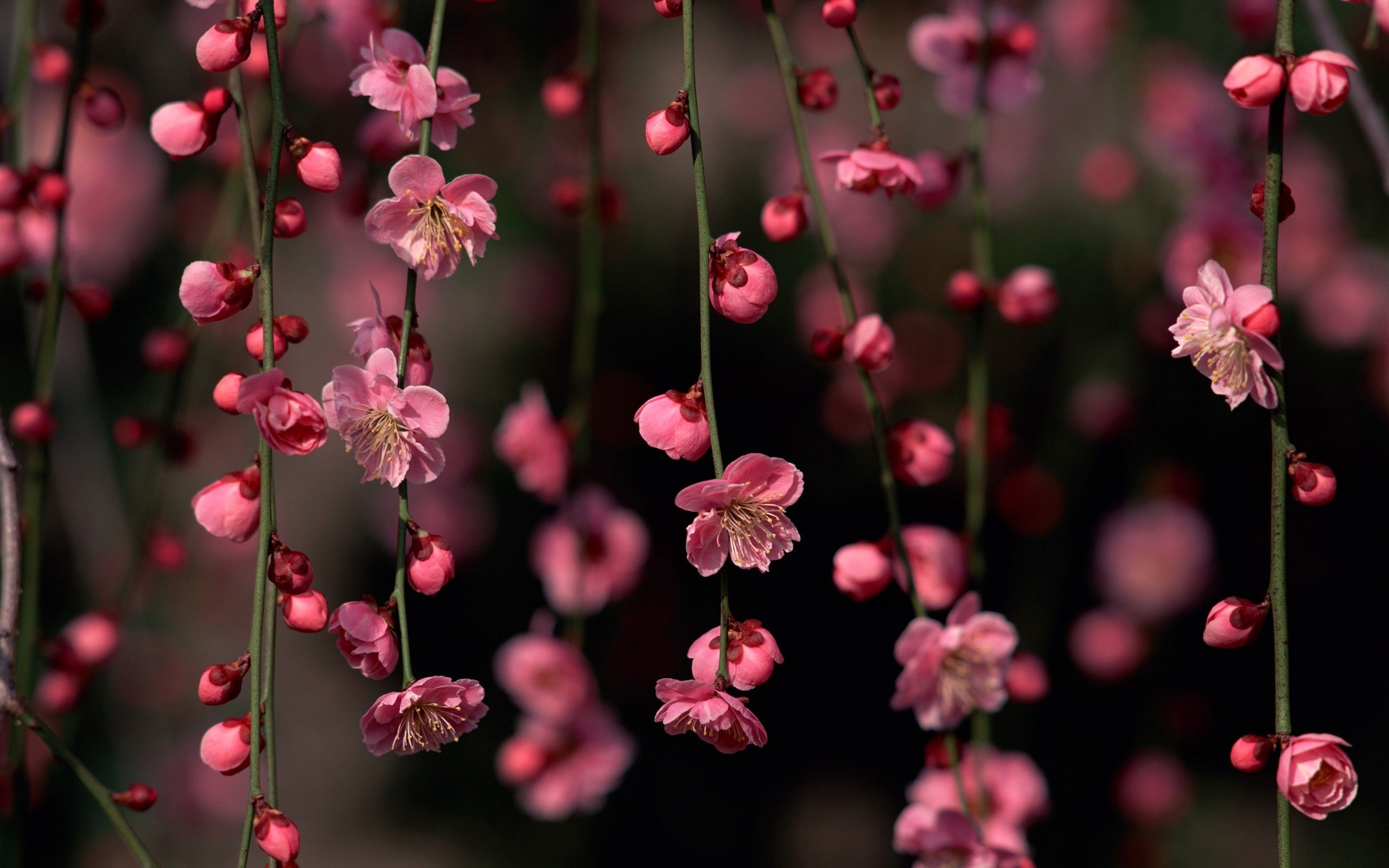 2560x1600 Pink Spring Flowers desktop PC and Mac wallpaper, Desktop