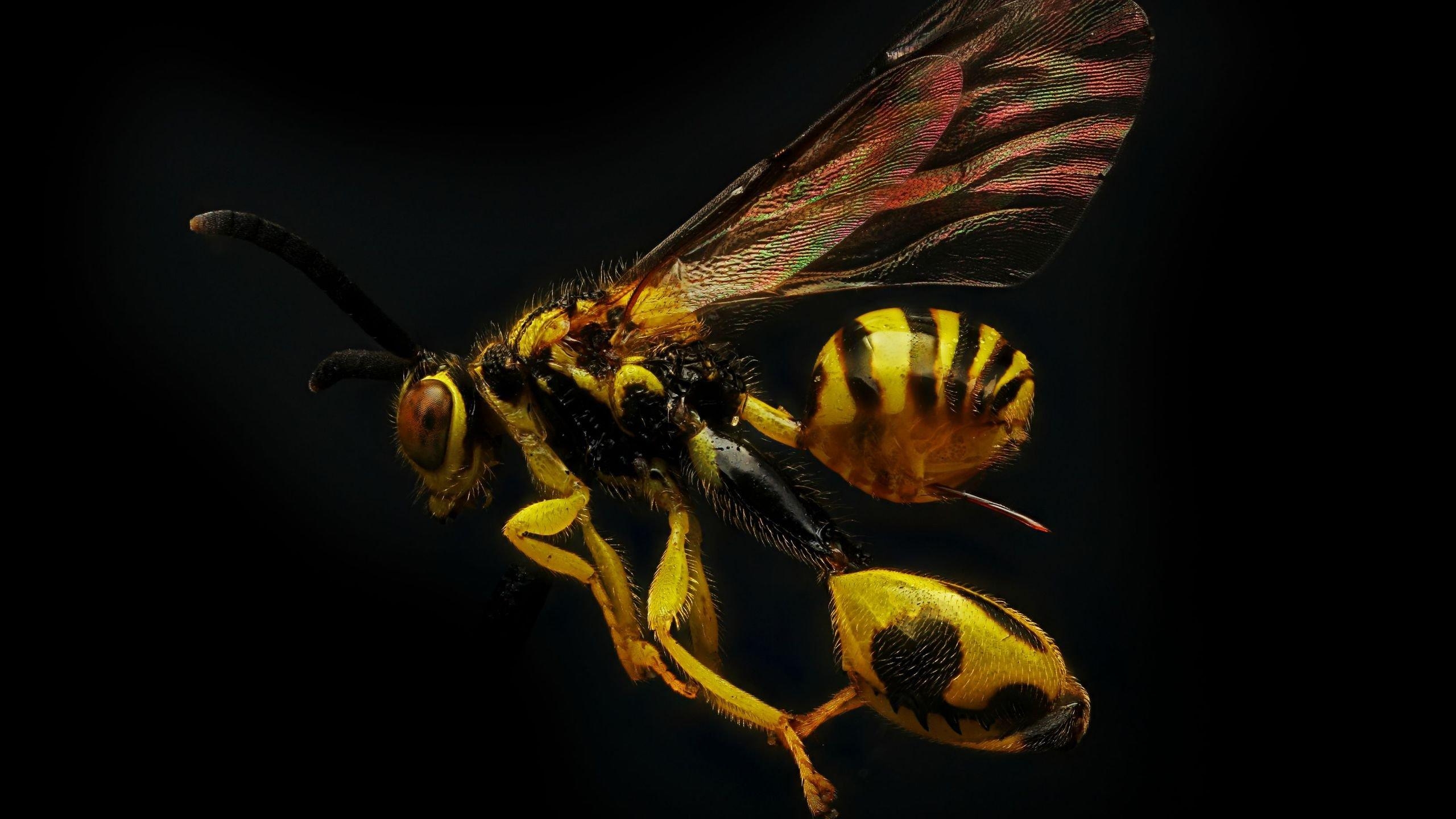 2560x1440 wasp 4K wallpaper for your desktop or mobile screen free, Desktop