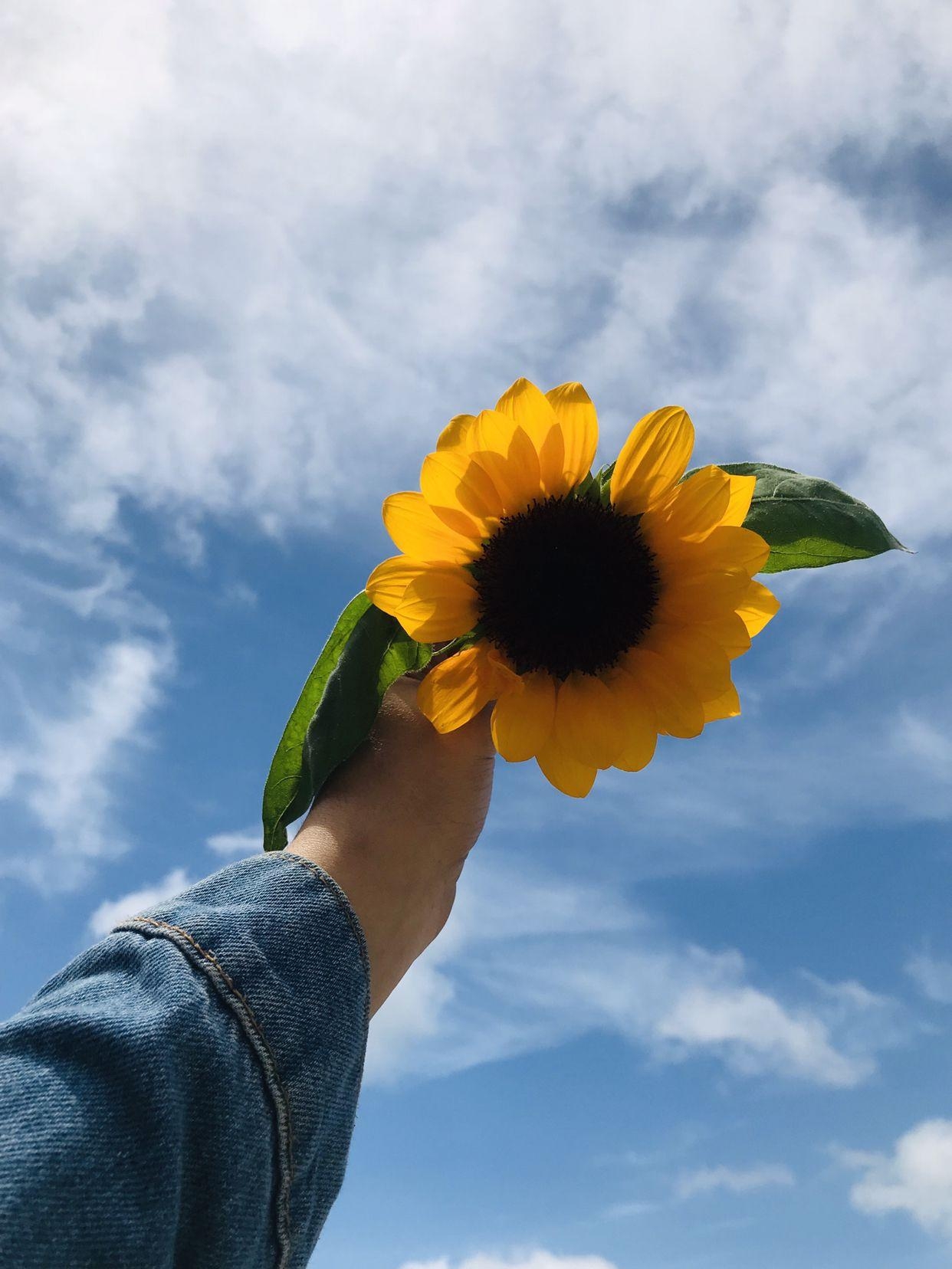 1250x1660 Cute Aesthetic Wallpaper Sunflower, Phone