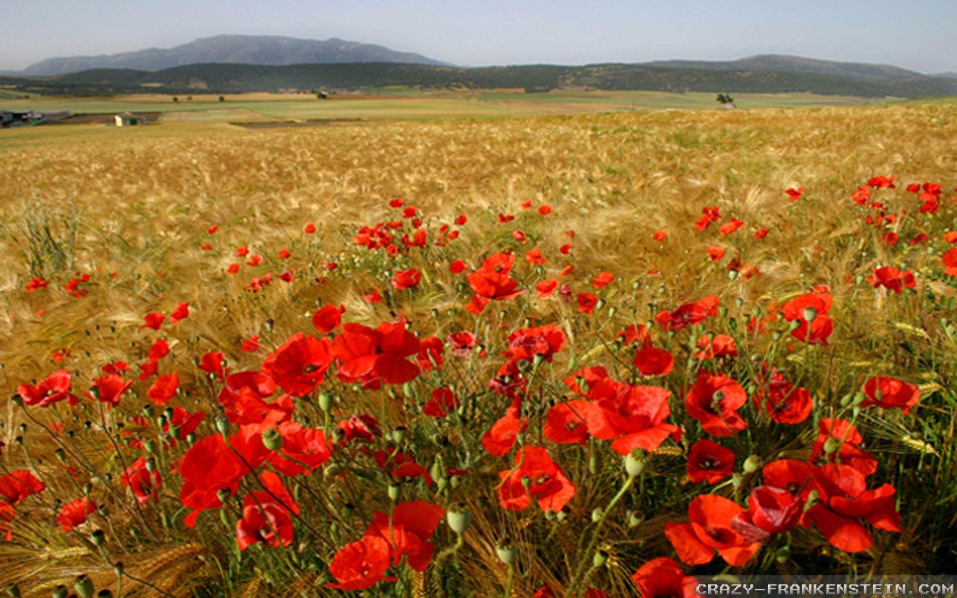 1920x1200 Poppy Field wallpaper, Desktop