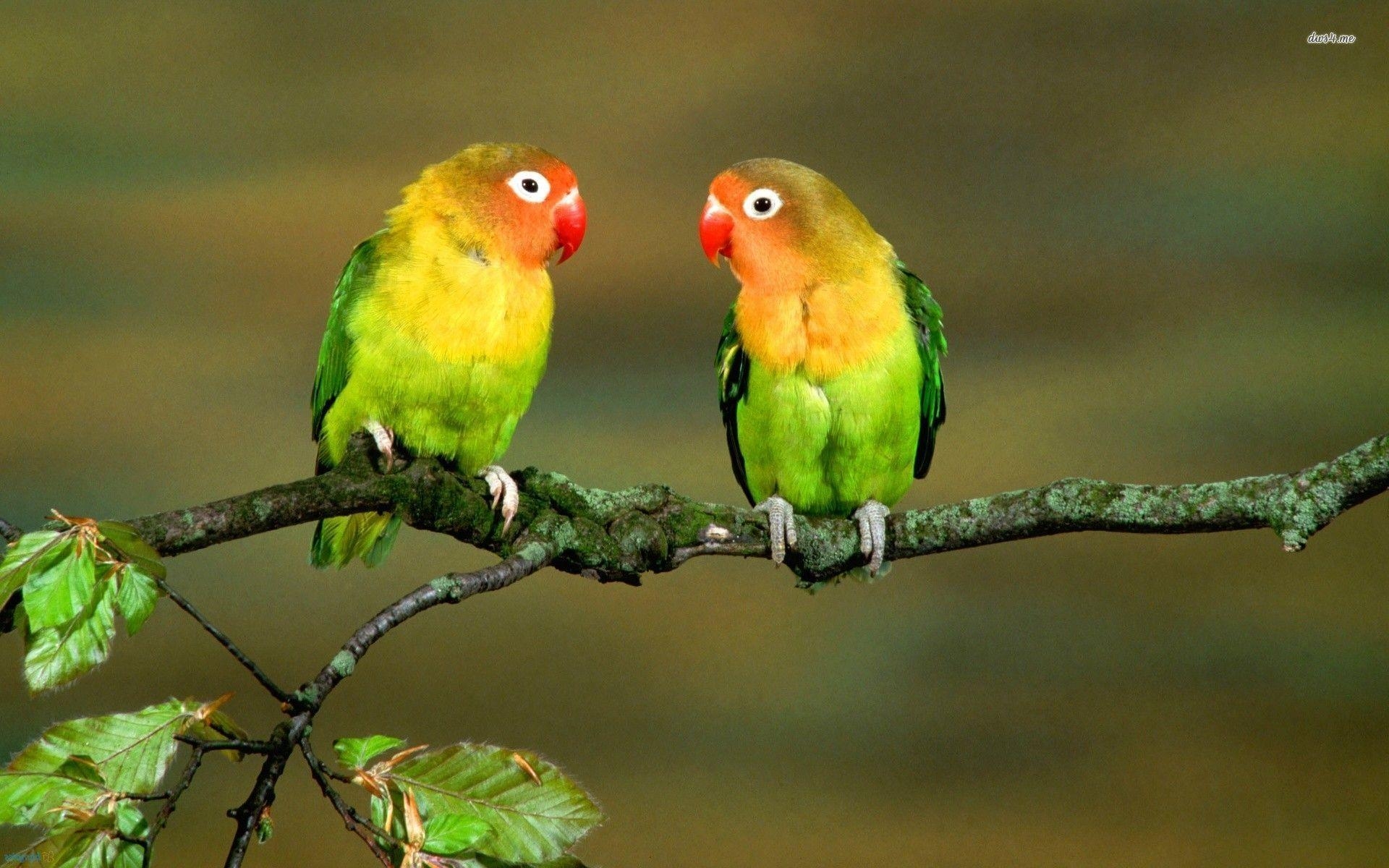 1920x1200 Lovebirds wallpaper wallpaper - #, Desktop