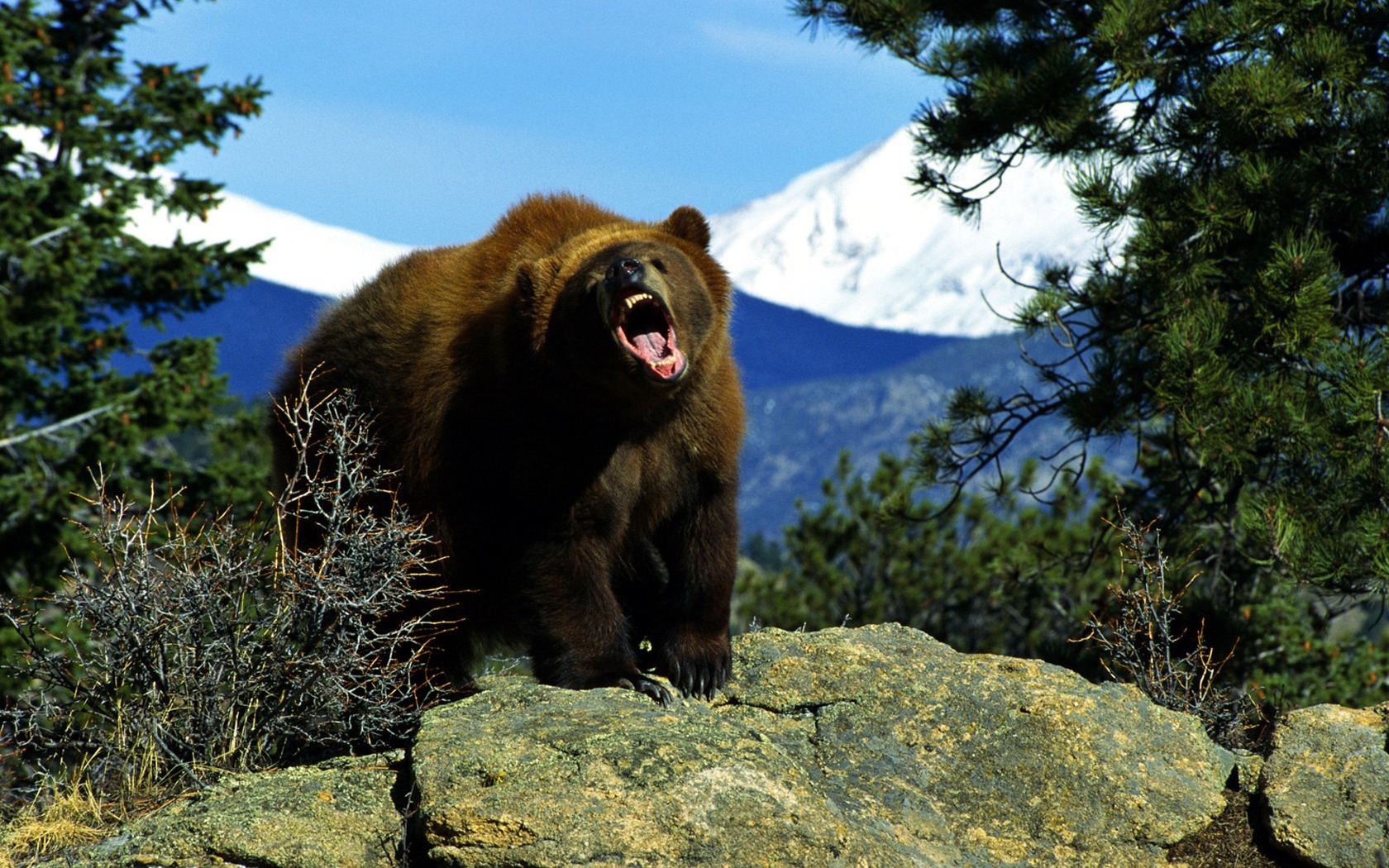 1680x1050 Angry Bear Wallpaper Bears Animals Wallpaper in jpg format for free download, Desktop