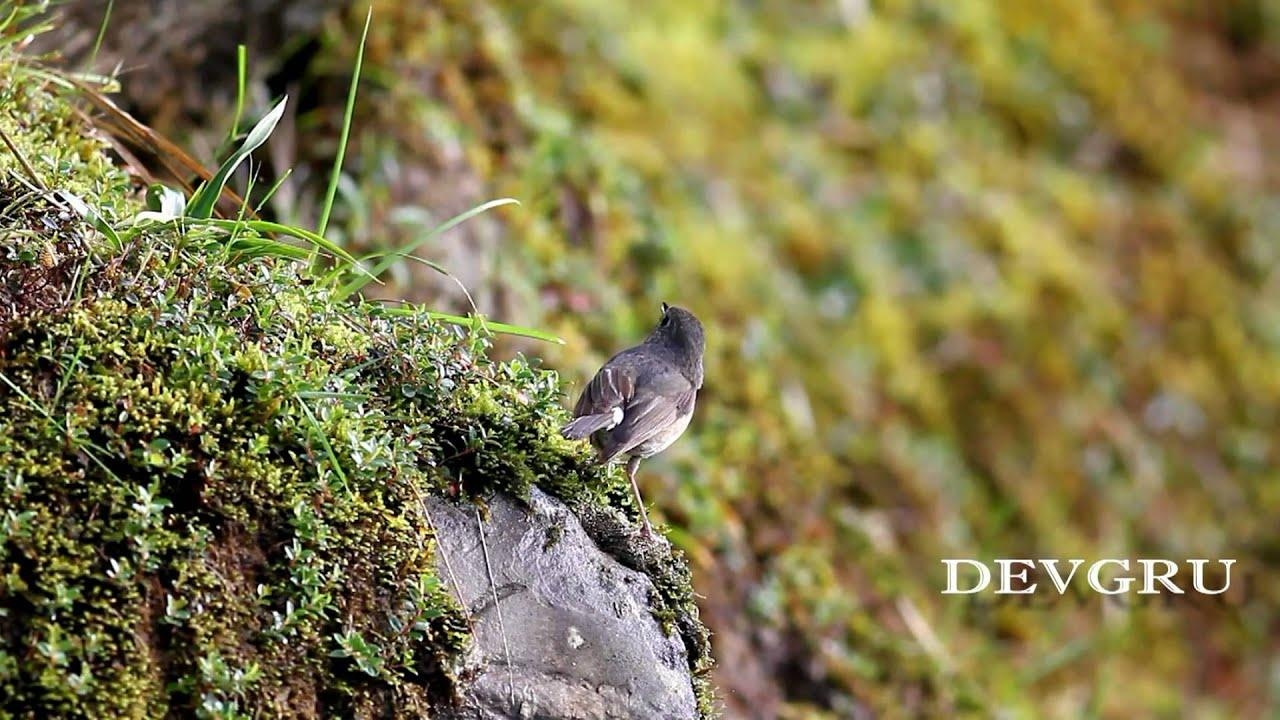 1280x720 Collared Bush Robin 栗背林鴝, Desktop