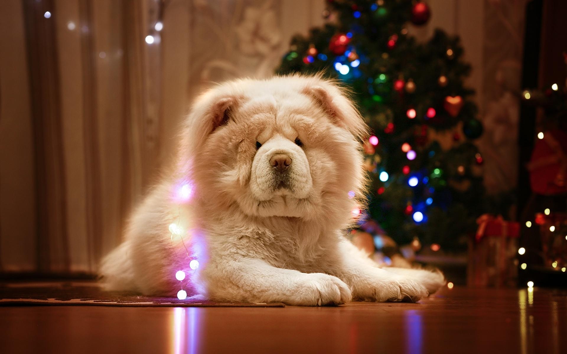 1920x1200 Image Chow Chow Dogs Christmas White Animals, Desktop