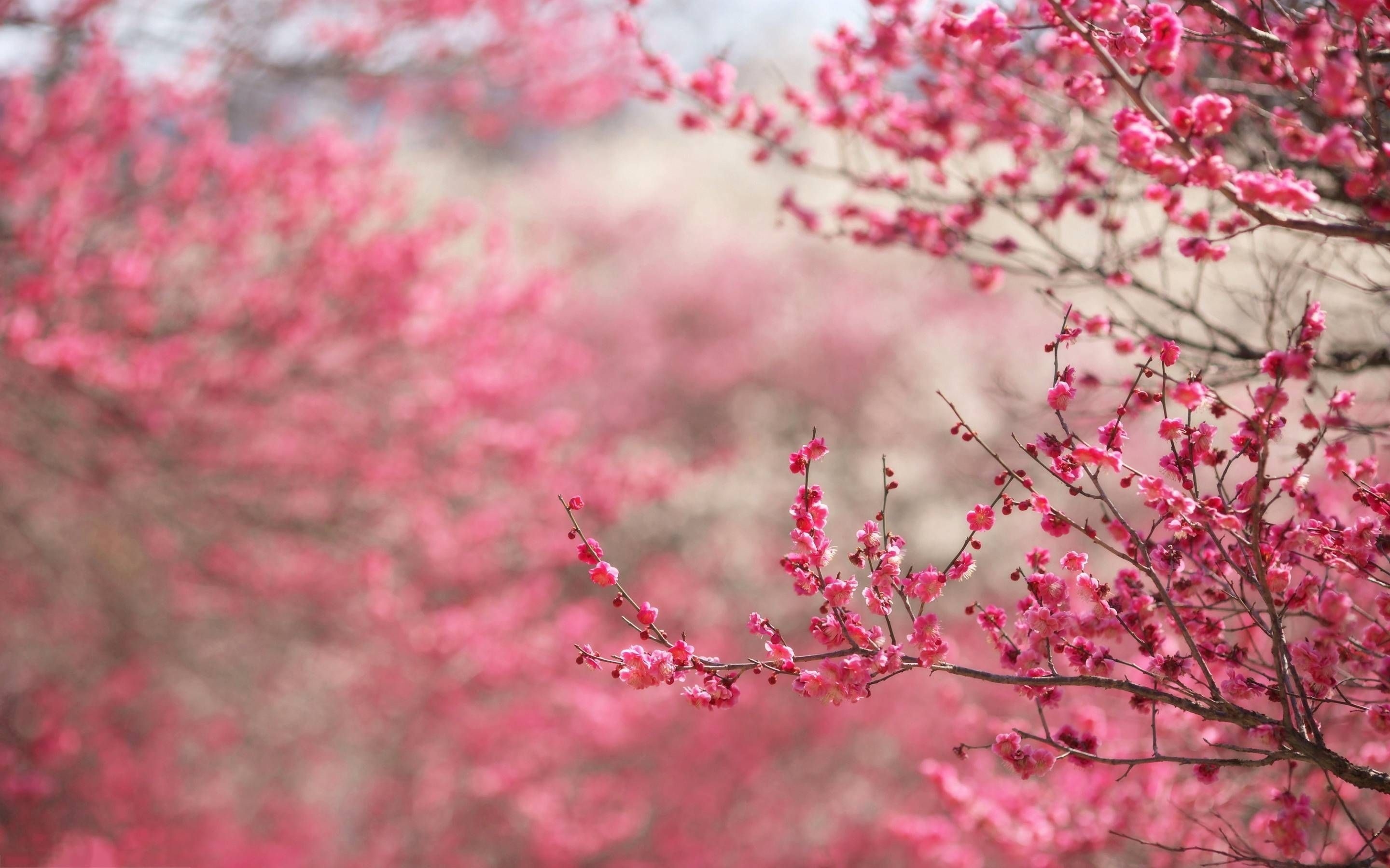 2880x1800 Cherry Blossom Background, Desktop