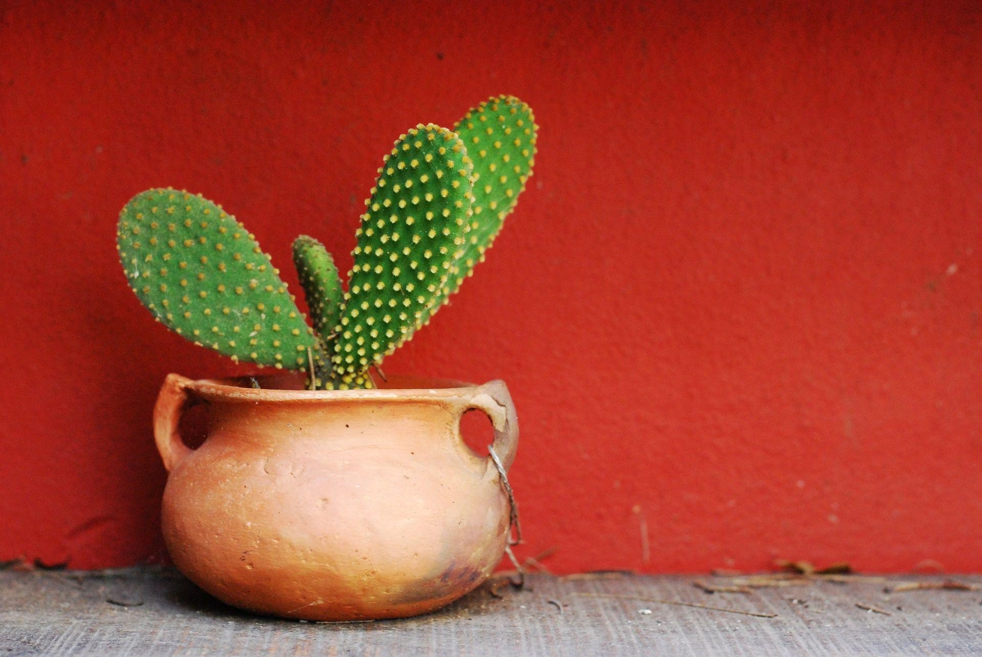 1920x1290 Cute Cactus Desktop Wallpaper 62086 px, Desktop