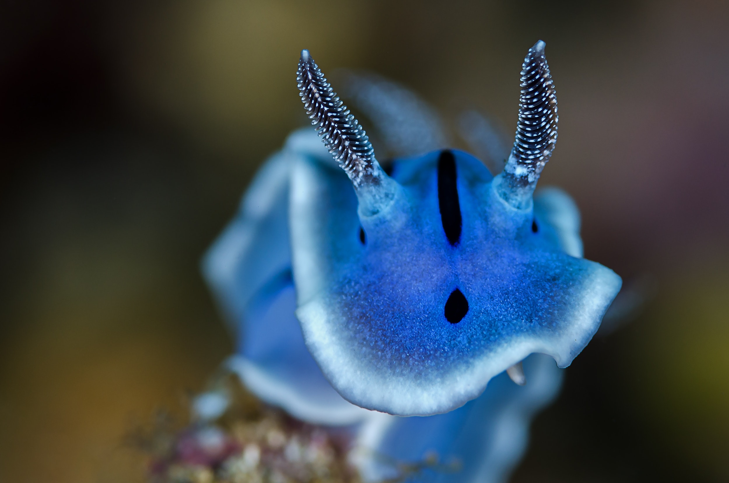 2500x1660 Best Sea Slug Photo · 100% Free Downloads, Desktop