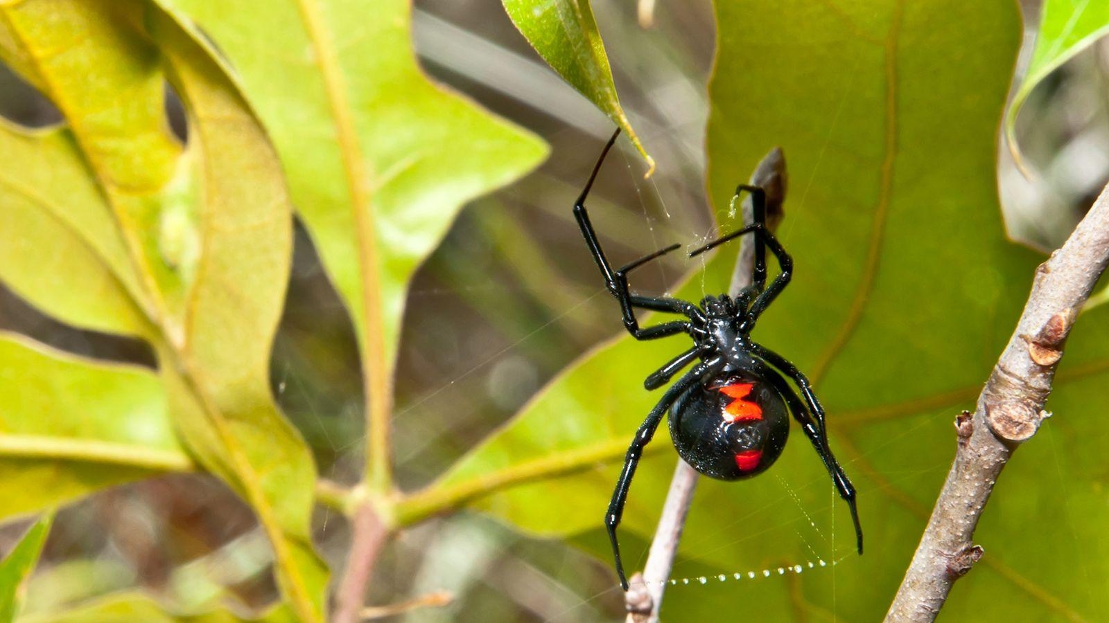 1600x900 Black Widow Leaves.ngsversion, Desktop