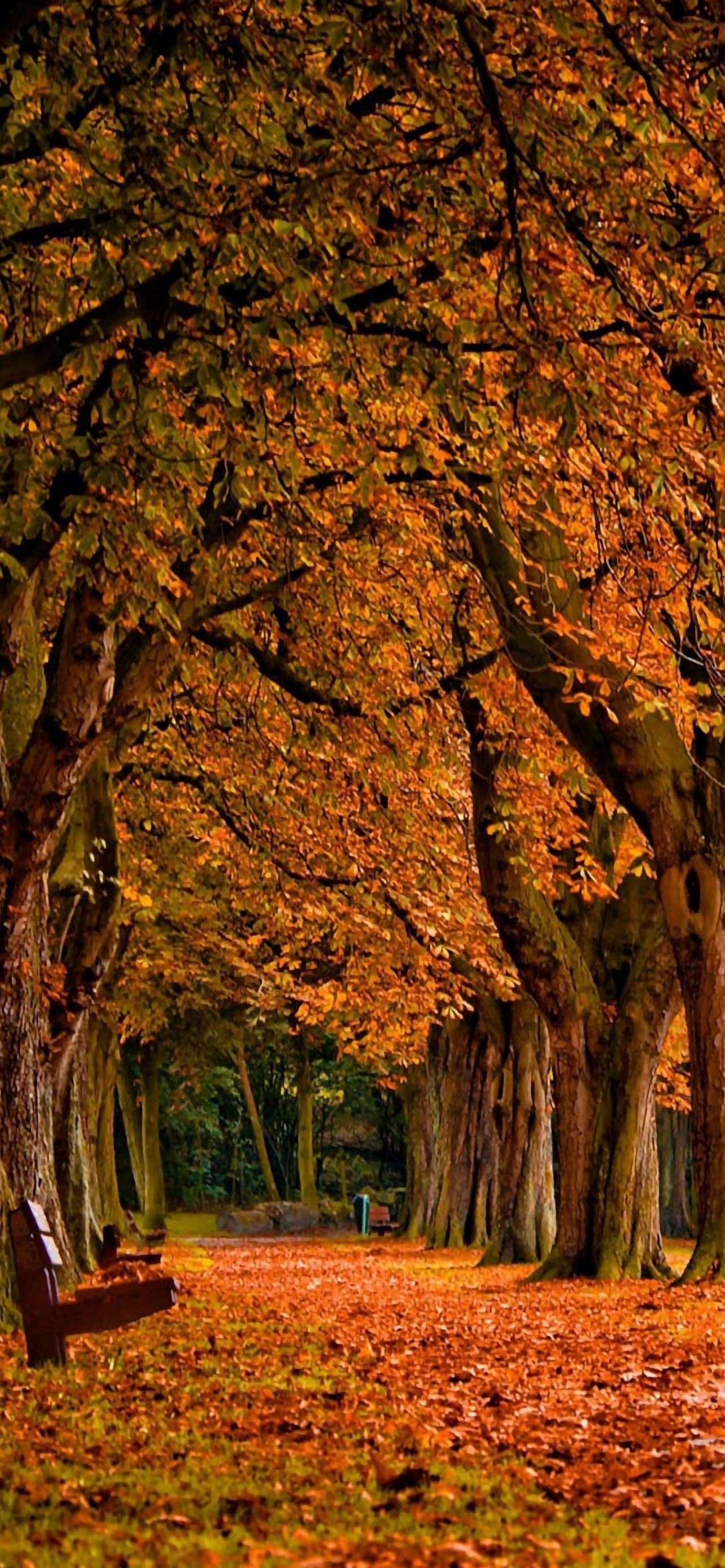 1290x2780 Park Autumn iPhone Wallpaper Free Download, Phone