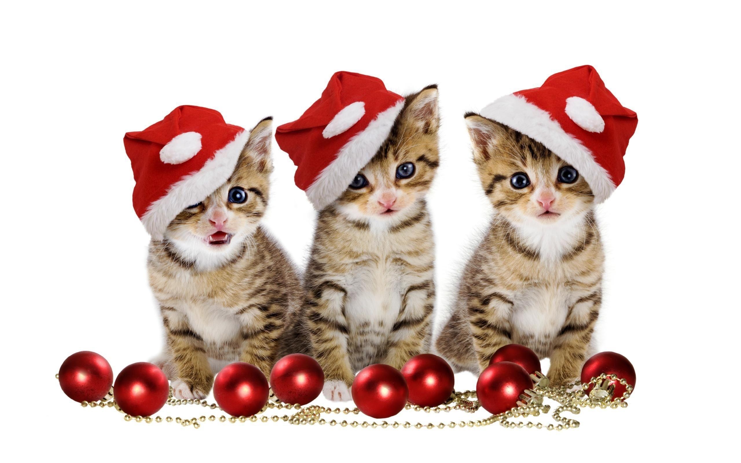 2560x1600 Christmas kittens Wallpaper, Desktop