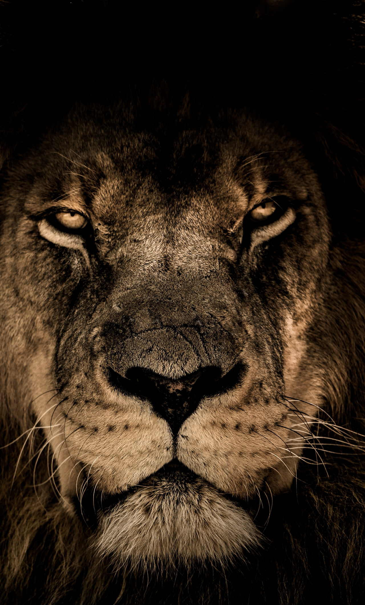 1280x2120 Download african lion, beast, predator, muzzle  wallpaper, iphone 6 plus,  HD image, background, 632, Phone