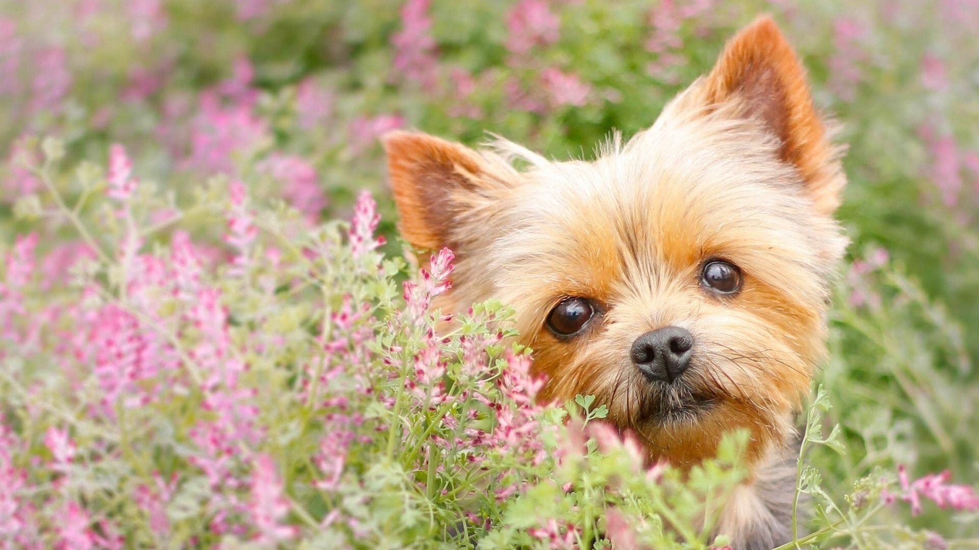 1920x1080 Yorkie puppies wallpaper Gallery, Desktop