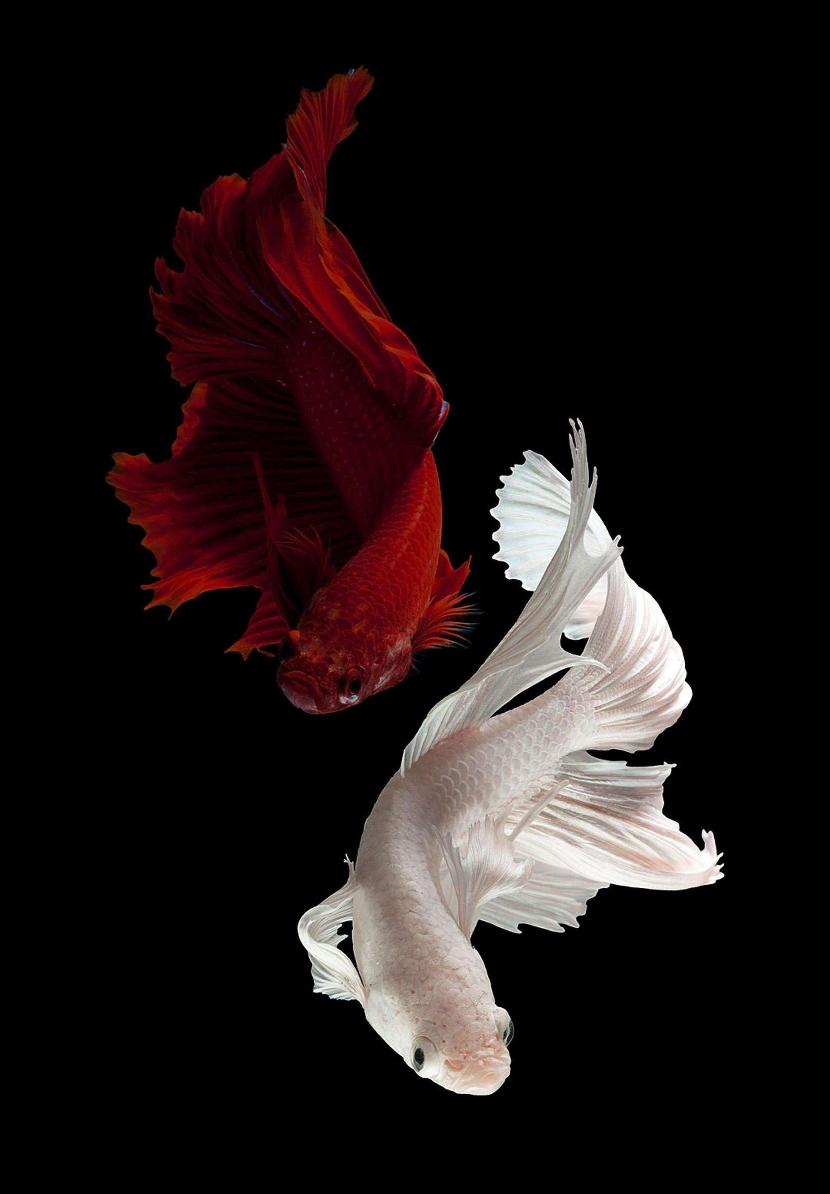 1640x2360 Aesthetic Betta Fish 4K iPad Wallpaper, Phone