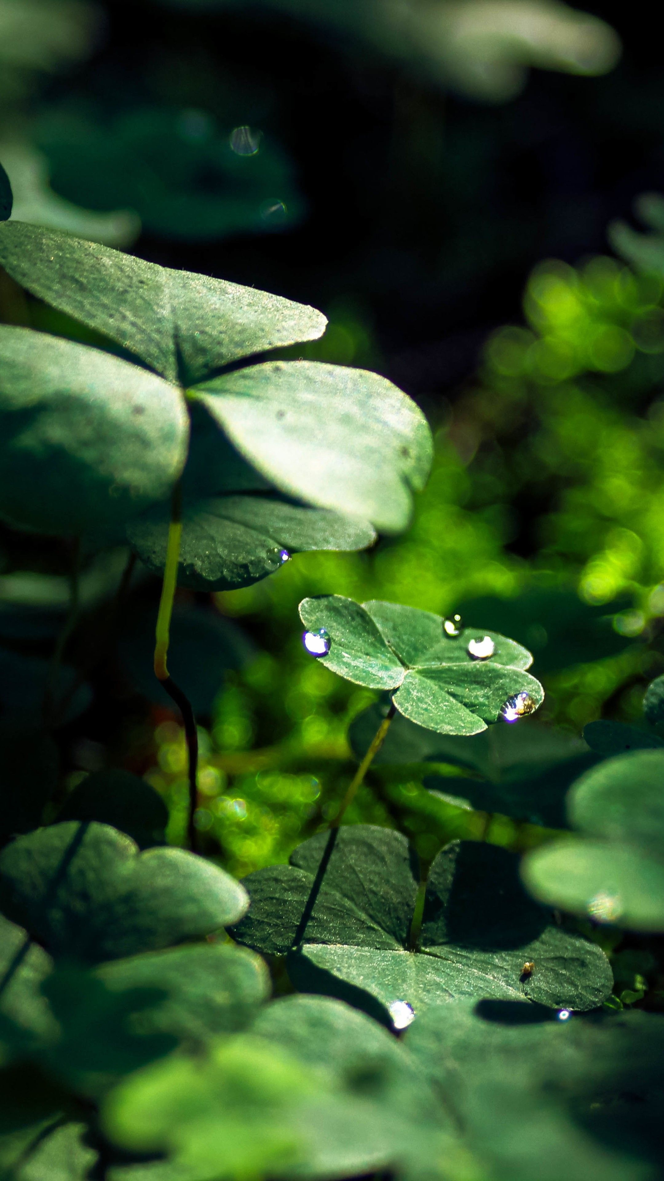 2160x3840 Green Leaf Macro Nature Grass Water Drop 7a Wallpaper - [], Phone