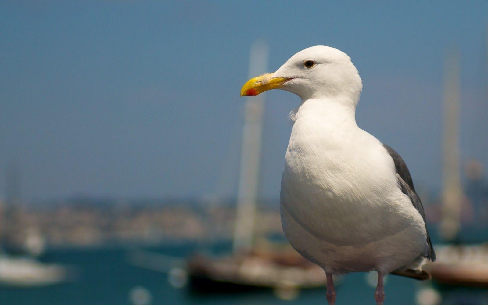 1600x1000 All Wallpaper: Seagull Birds Wallpaper, Desktop