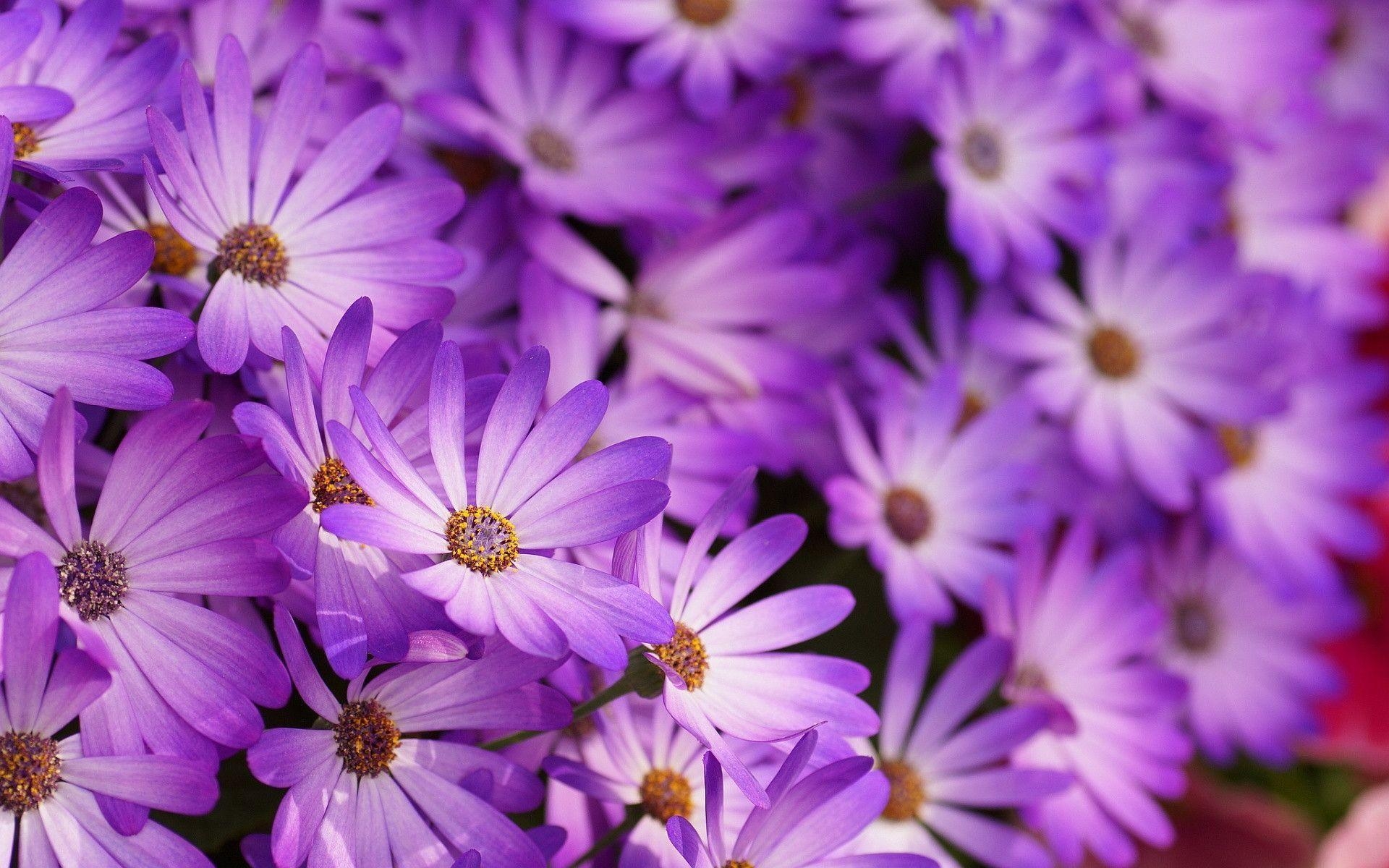 1920x1200 Purple Flowers Wallpaper HD wallpaper search, Desktop