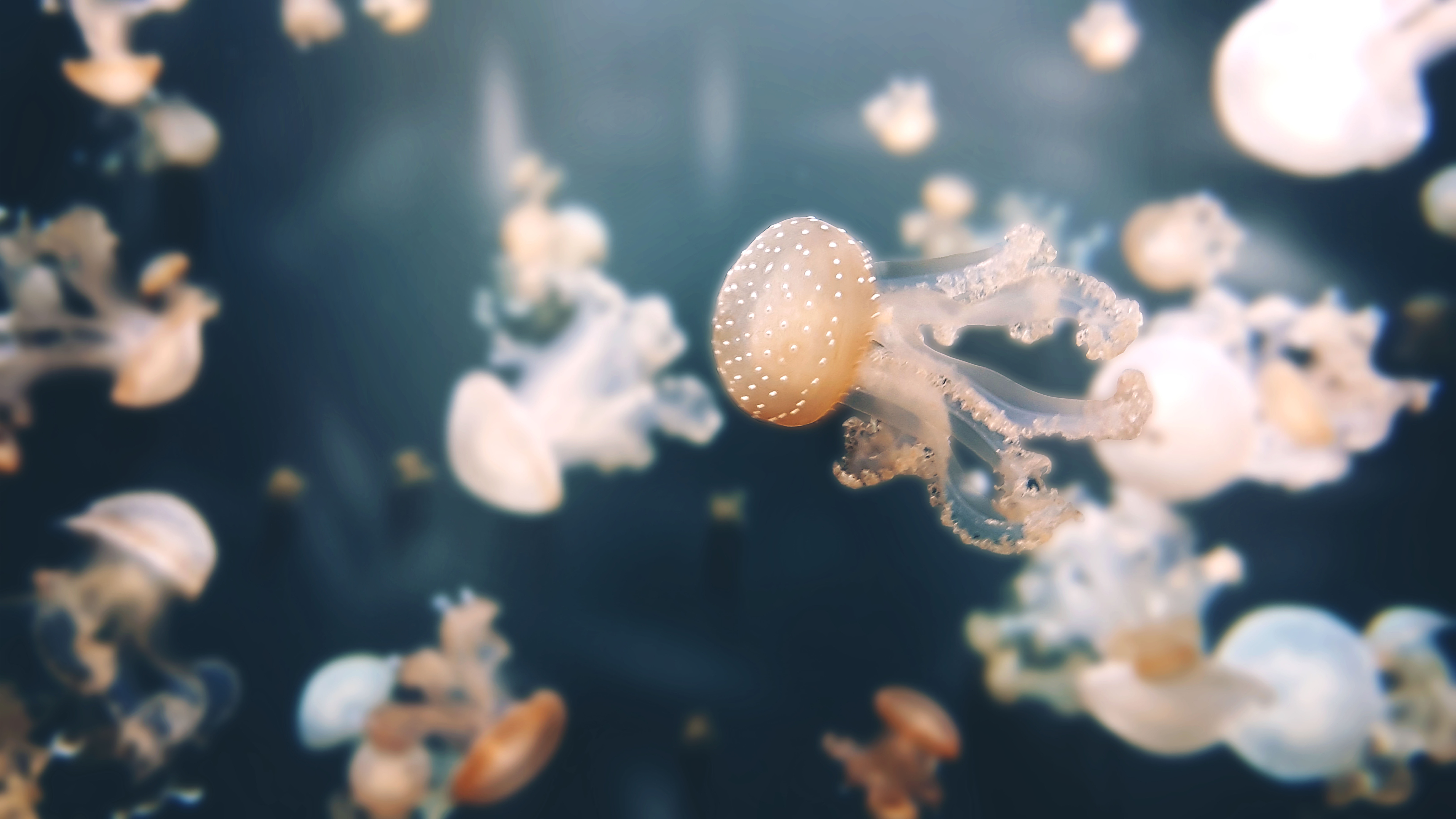 8200x4610 Wallpaper Jellyfishes, Underwater, Aquarium of Paris, 4K, 8K, Desktop