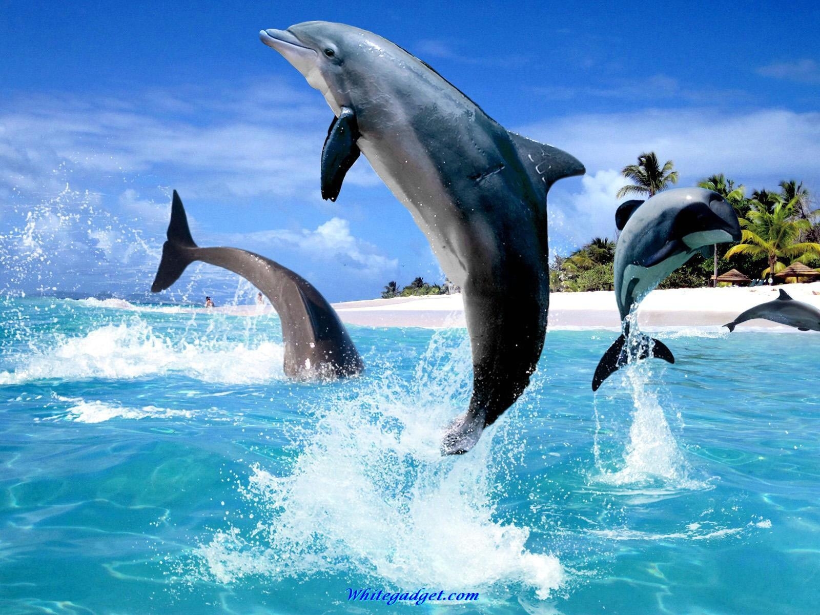 1600x1200 Dolphin Wallpaper, Desktop