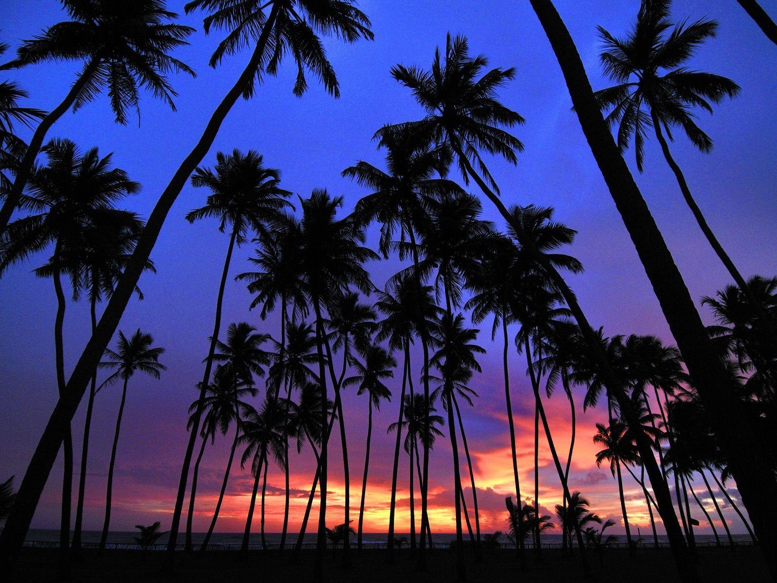 1600x1200 Free Palm Tree Wallpaper, Desktop