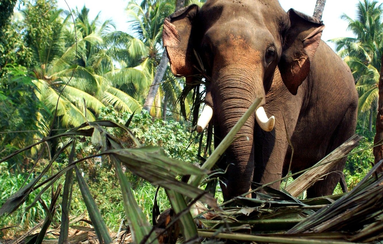 1340x850 Wallpaper elephant, kerala image for desktop, section животные, Desktop