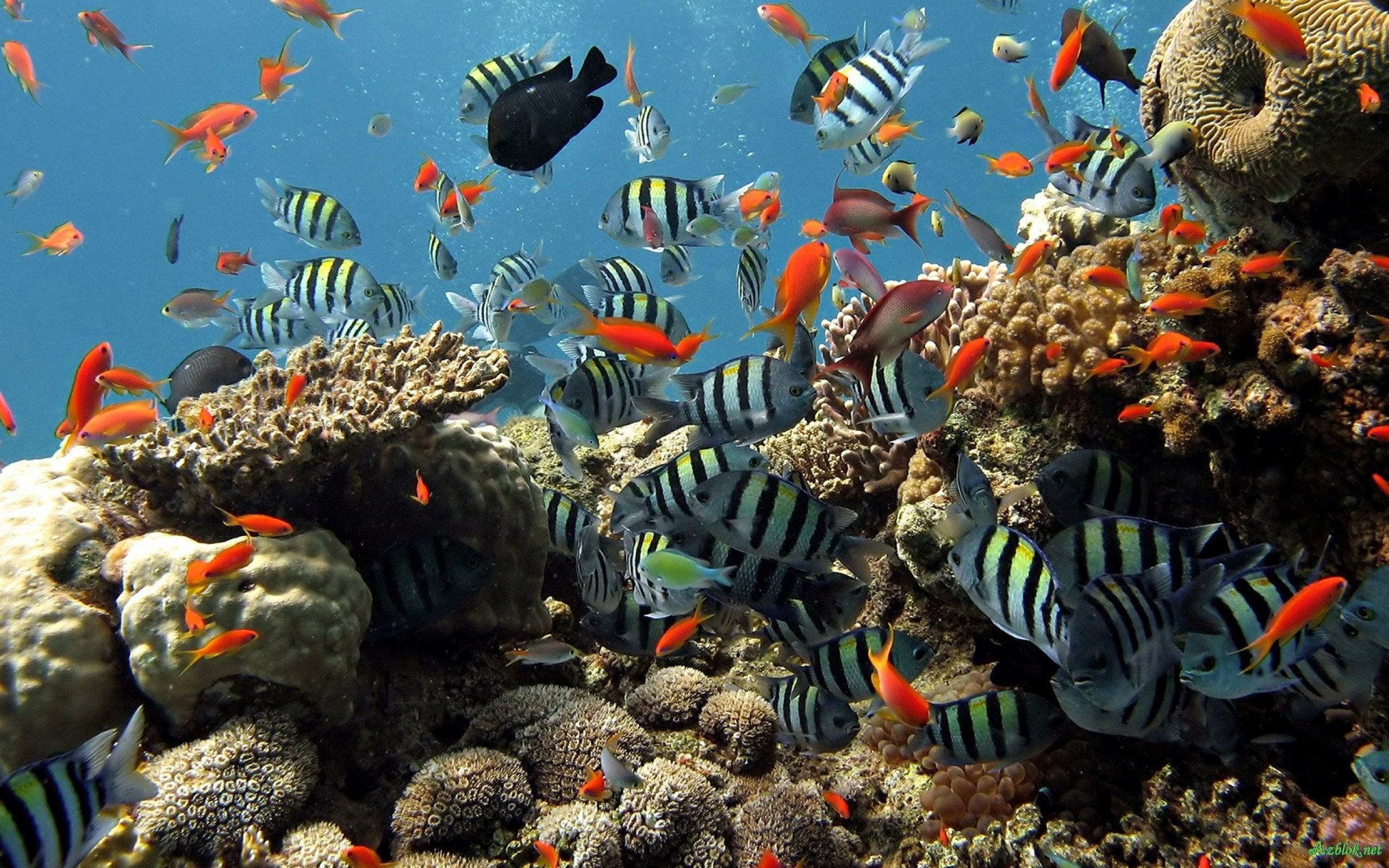 2560x1600 3D live wallpaper hd, reef, coral reef, coral reef fish, underwater, marine biology, Desktop