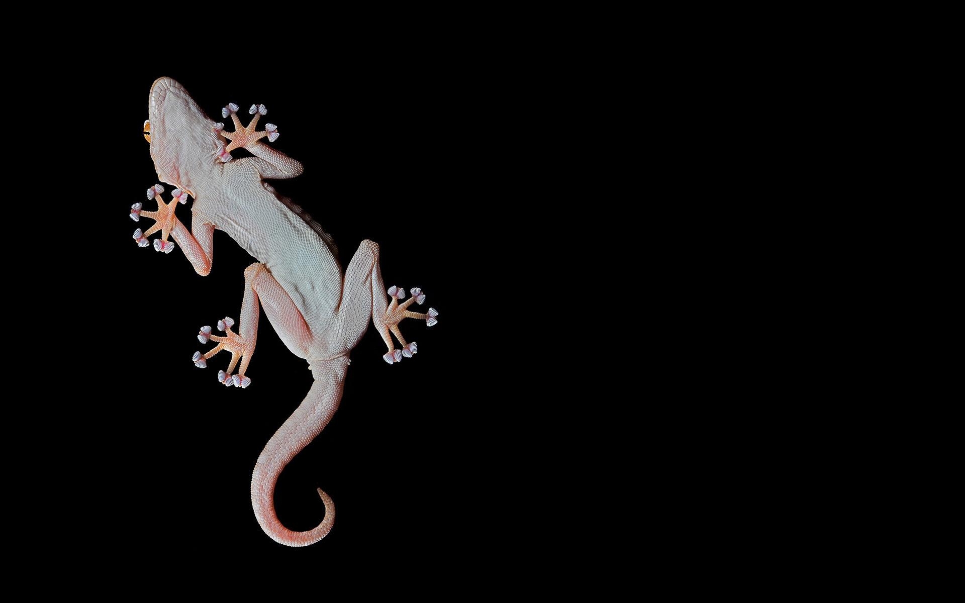 1920x1200 Gecko HD Wallpaper, Desktop