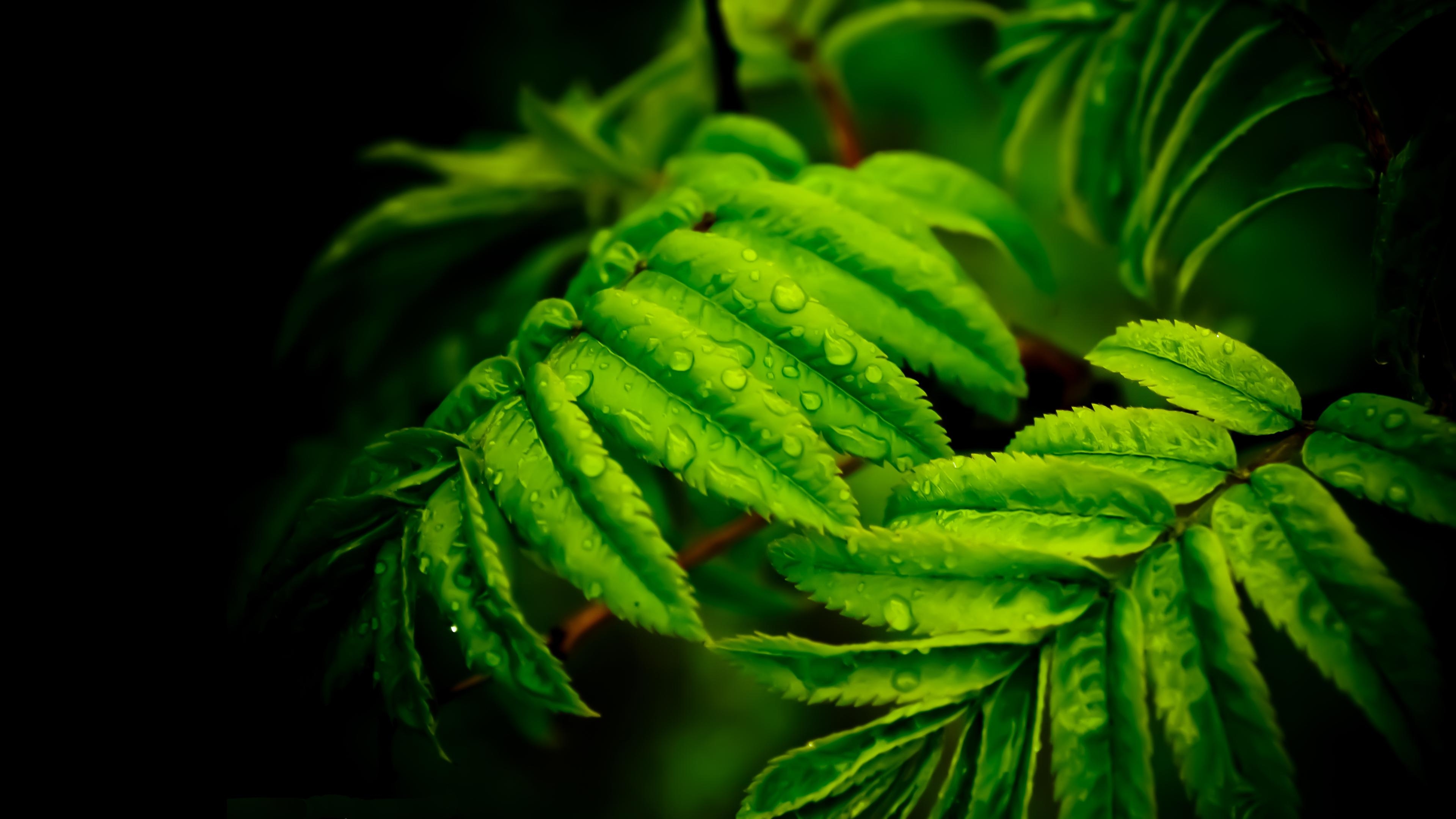 3840x2160 Beautiful Green Leaves Drops Water 4k Ultra HD Wallpaper, Desktop