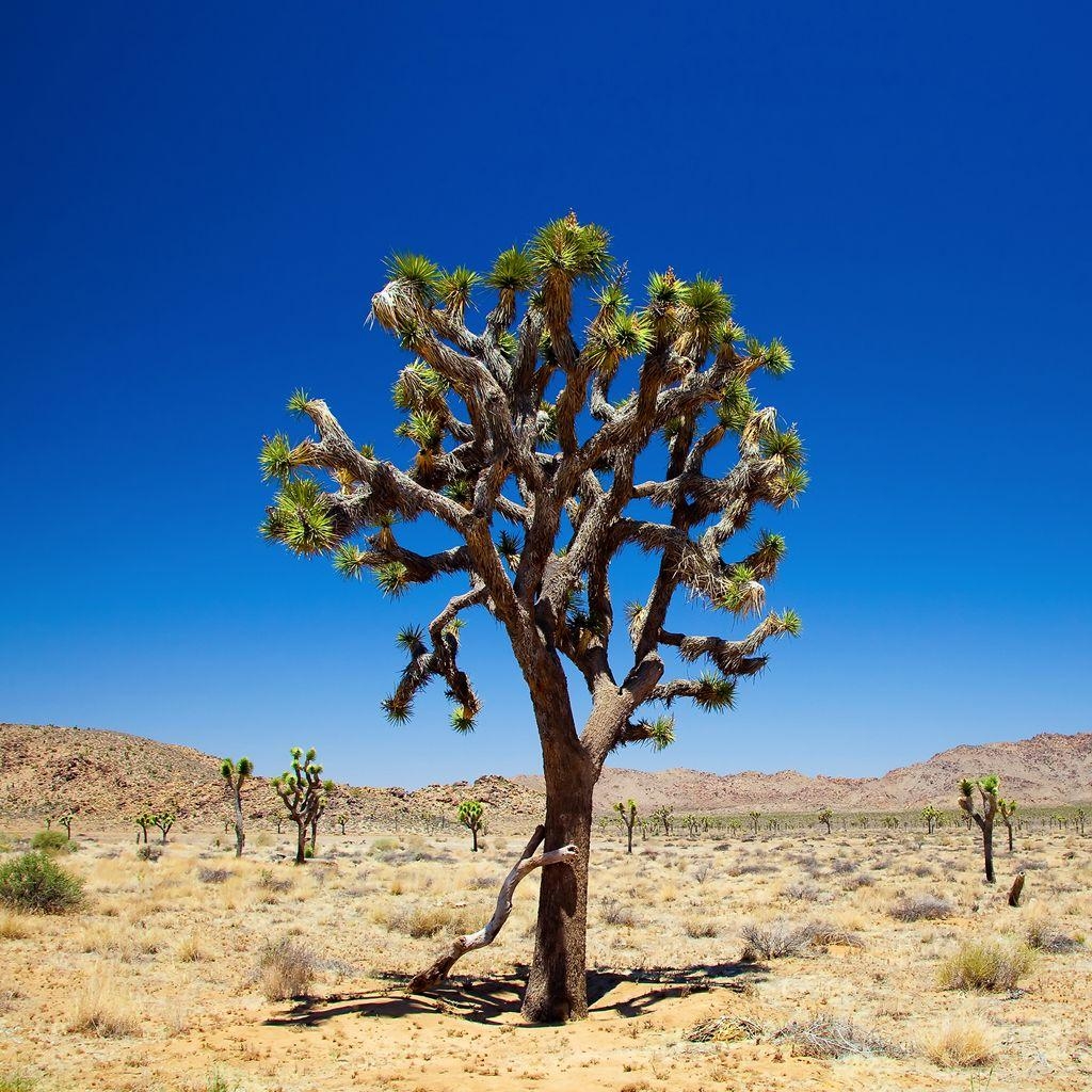 1030x1030 InterfaceLIFT Wallpaper: Joshua Tree, Phone