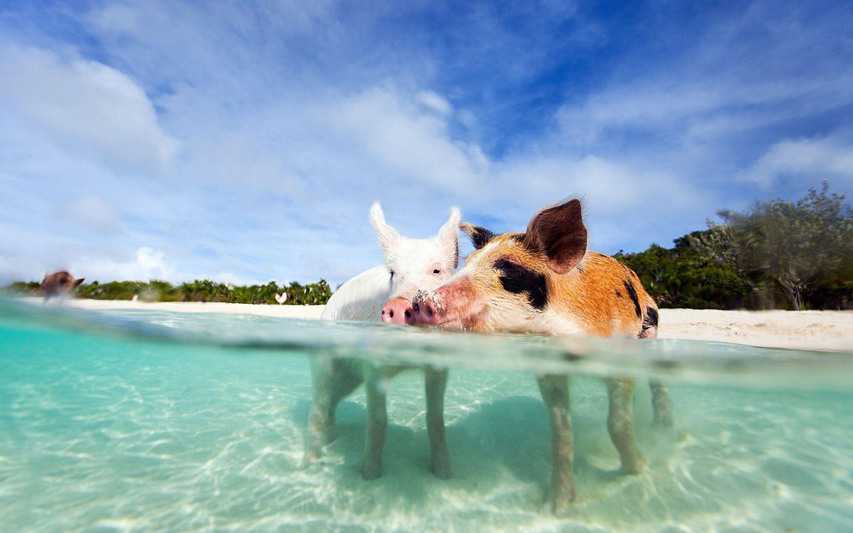 1680x1050 Pigs in Bahamas Beach Wallpaper, Desktop