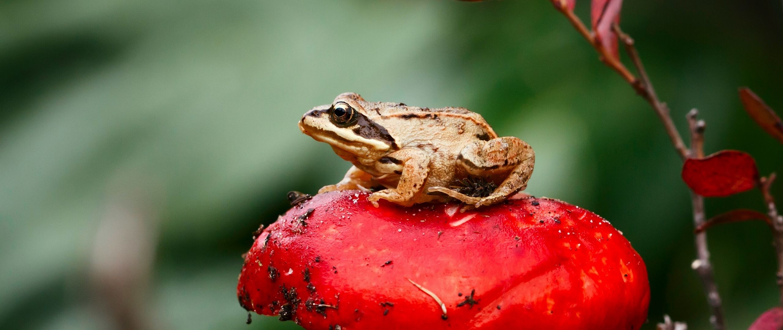 2560x1080 Download Wallpaper  Frog, Mushroom, Toadstool, Sit, Close Up Dual Wide 1080p HD Background, Dual Screen