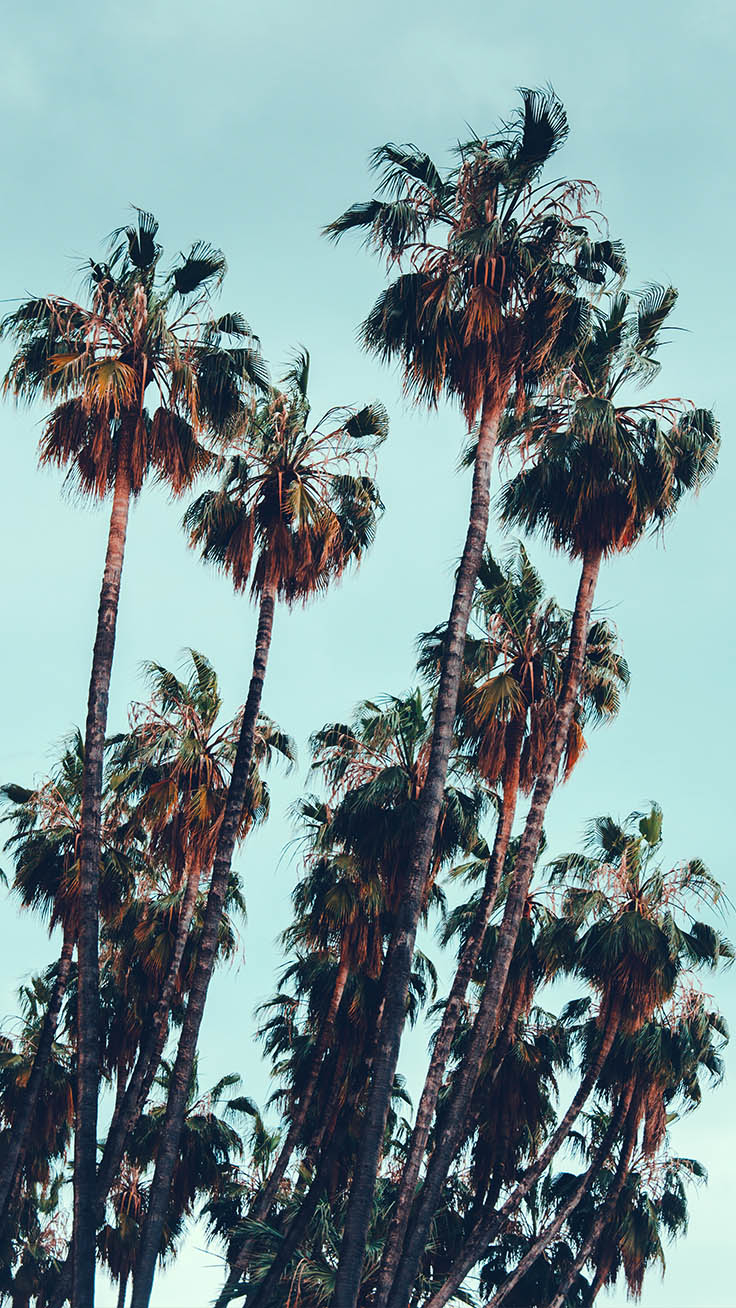 740x1310 Free download Lets go Coconuts Enjoy 10 Tropical iPhone Wallpaper [] for your Desktop, Mobile & Tablet. Explore Palm Trees Wallpaper. Palm Trees Wallpaper, Trees Wallpaper, Scarface Wallpaper Palm Trees, Phone