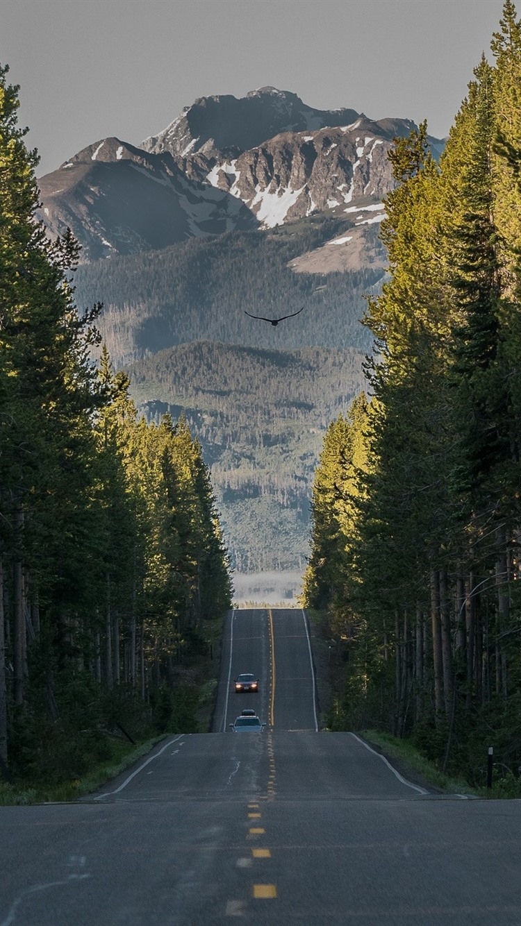 750x1340 Yellowstone National Park, road, forest, Phone