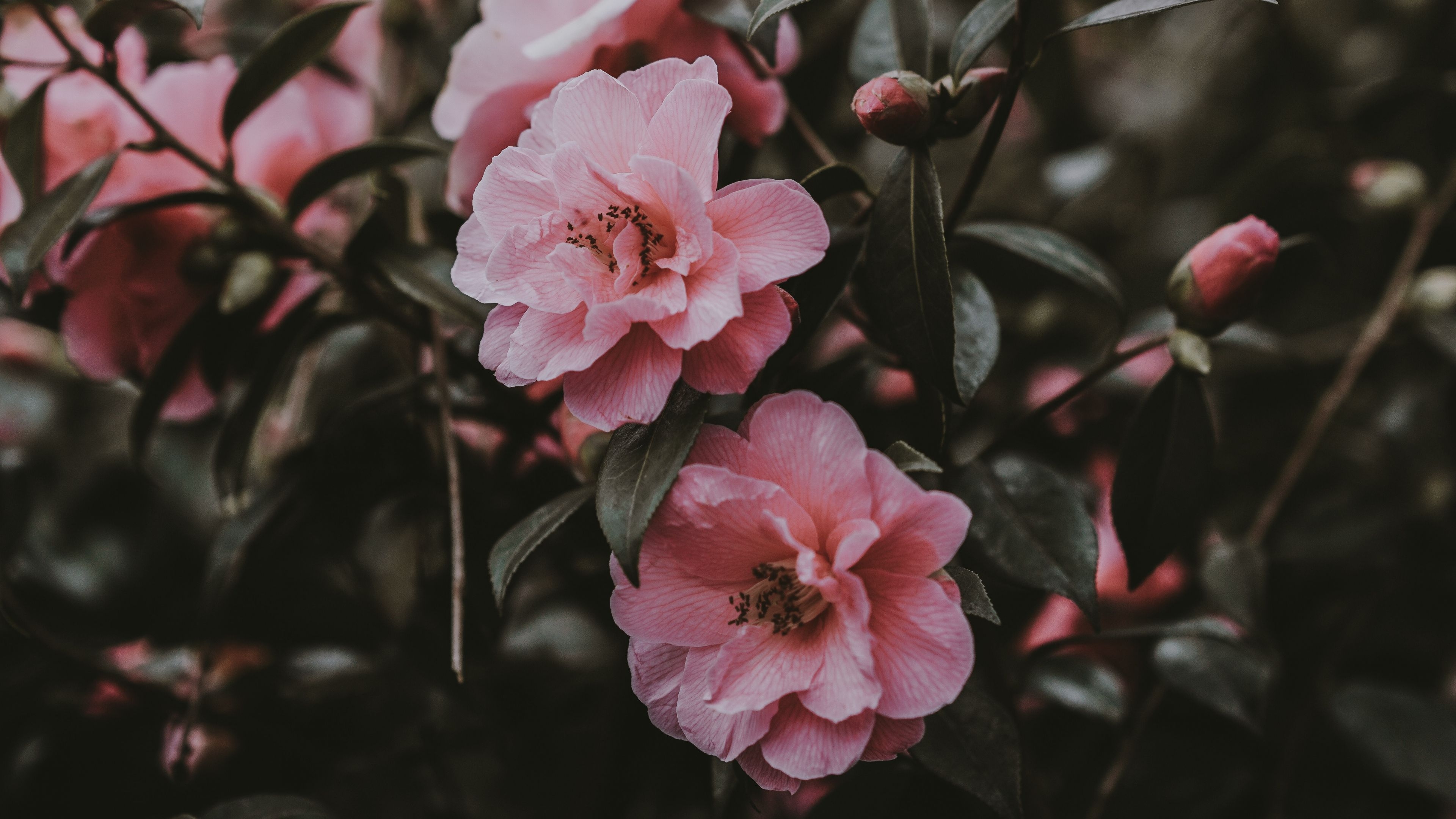 3840x2160 Wallpaper wild rose, bush, pink, flowers, Desktop