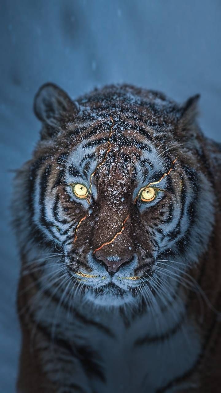 720x1280 Download The Tiger 2 wallpaper by Animal Wallpaper now. Browse millions of popular Anim. Scary animals, Wild animal wallpaper, Tiger image, Phone