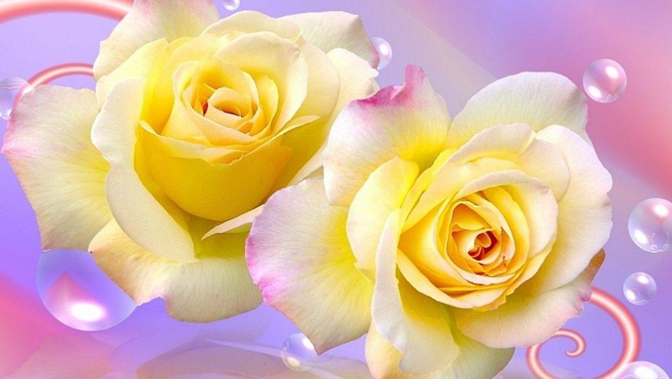 1360x770 Yellow Rose Wallpaper Free Download 8834 Full HD Wallpaper Desktop, Desktop