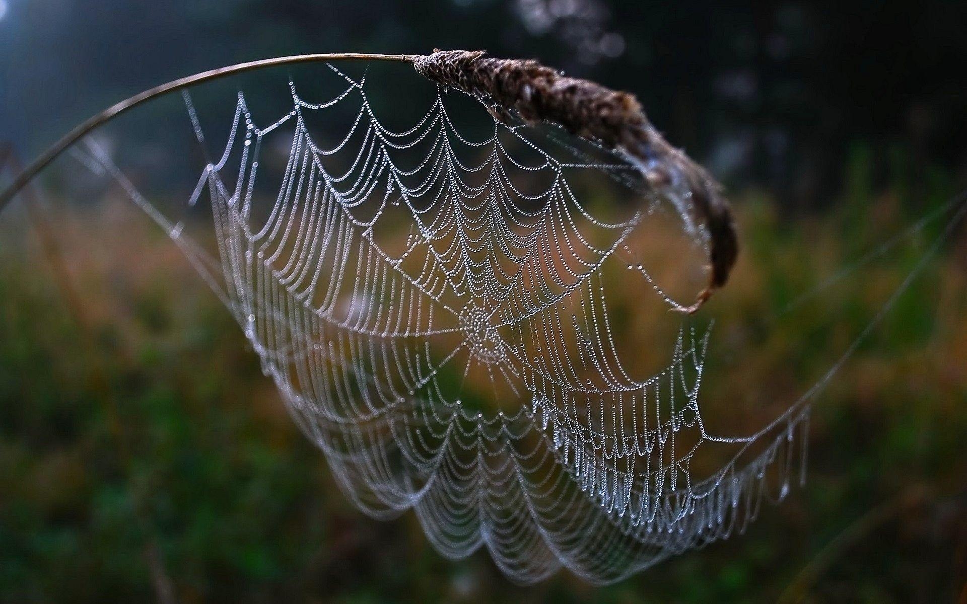 1920x1200 Spider Web With Spider, Desktop