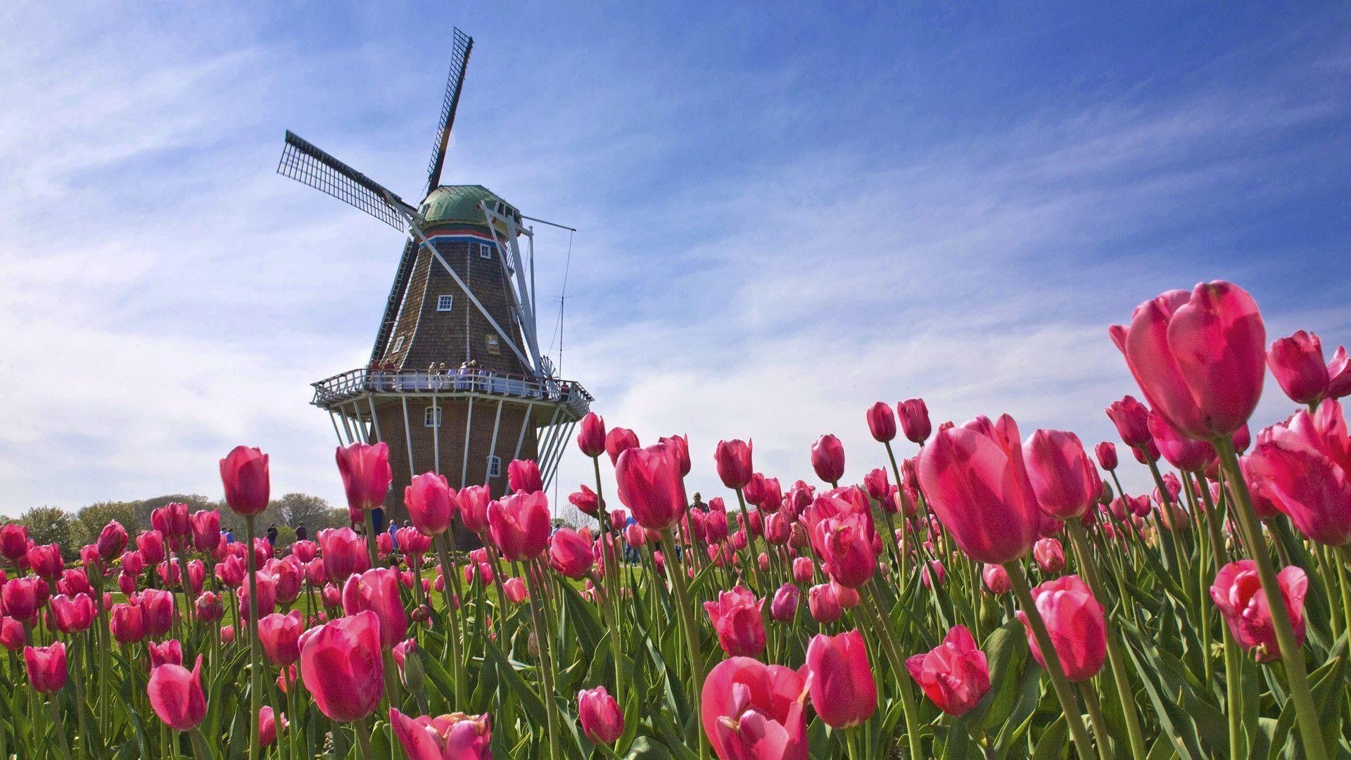 1920x1080 Windmill Tulips Wallpaper, Desktop