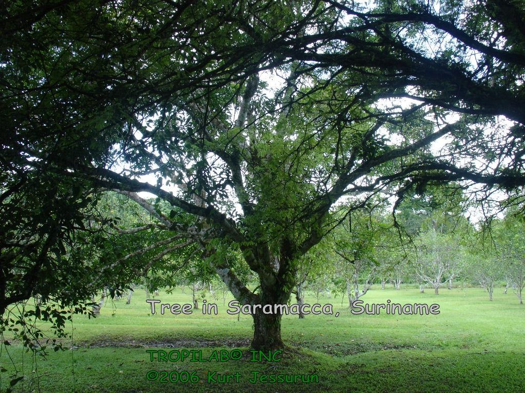 1030x770 image Amazon Rainforest, Desktop