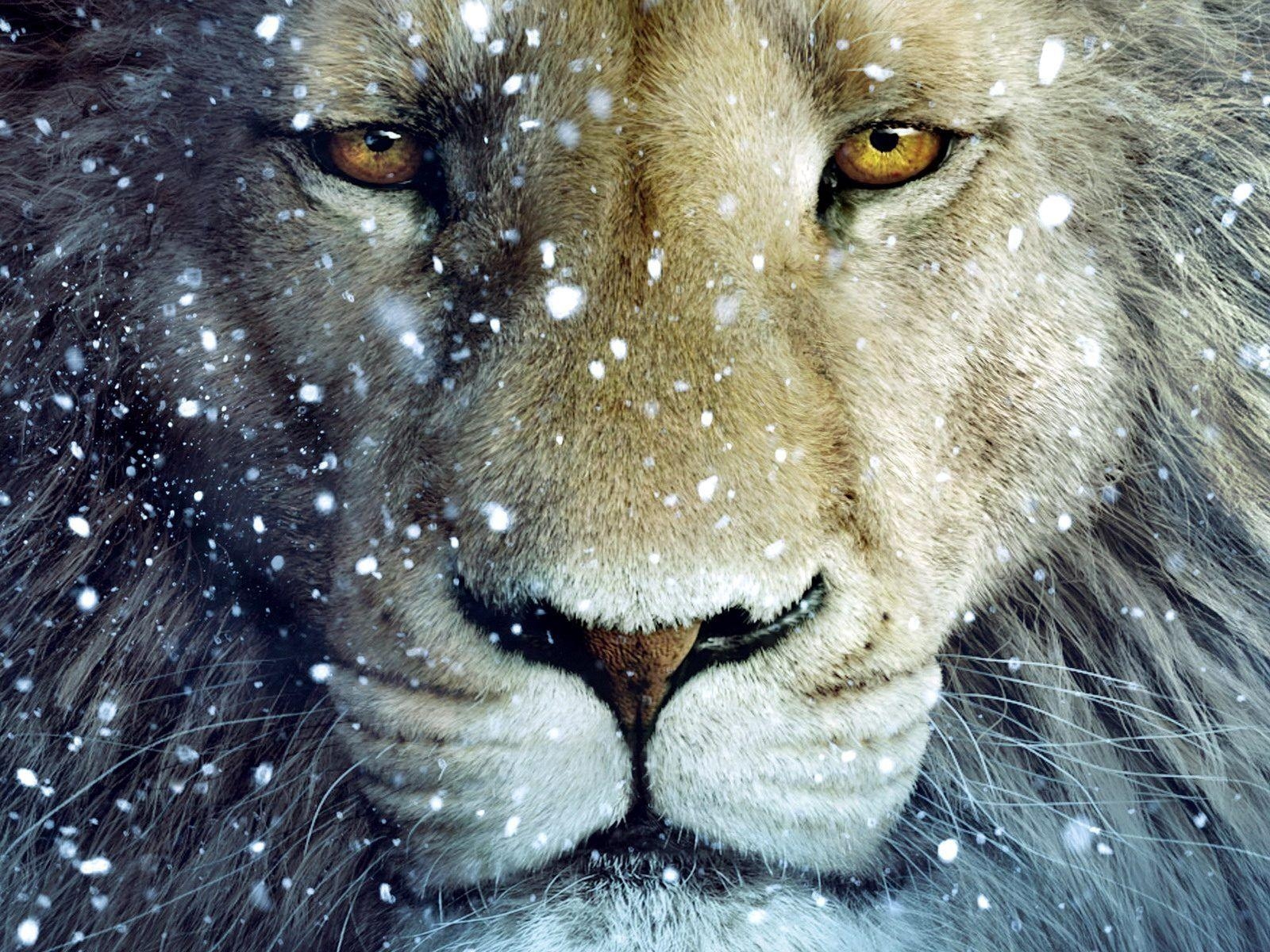 1600x1200 Chronicles of Narnia Desktop Wallpaper, Desktop