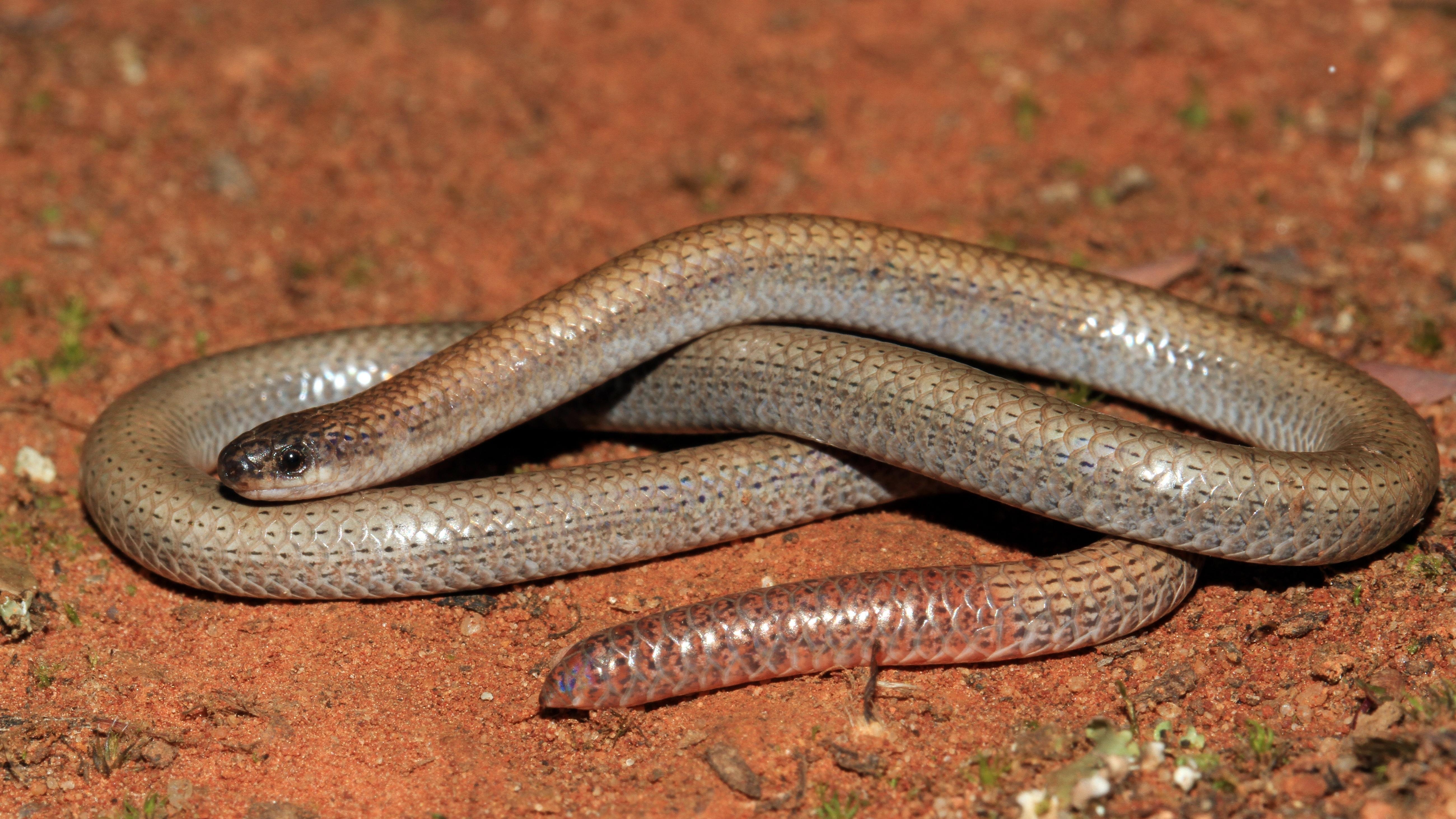 5200x2930 Pink Tailed Worm Lizard 5k Retina Ultra HD Wallpaper, Desktop