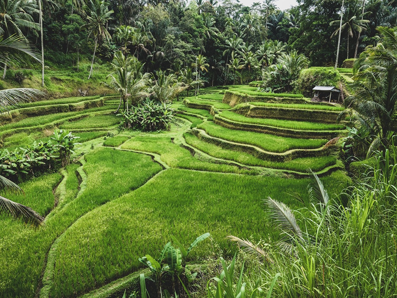 1370x1030 Wallpaper Indonesia Ubud Bali Nature Fields Tropics, Desktop