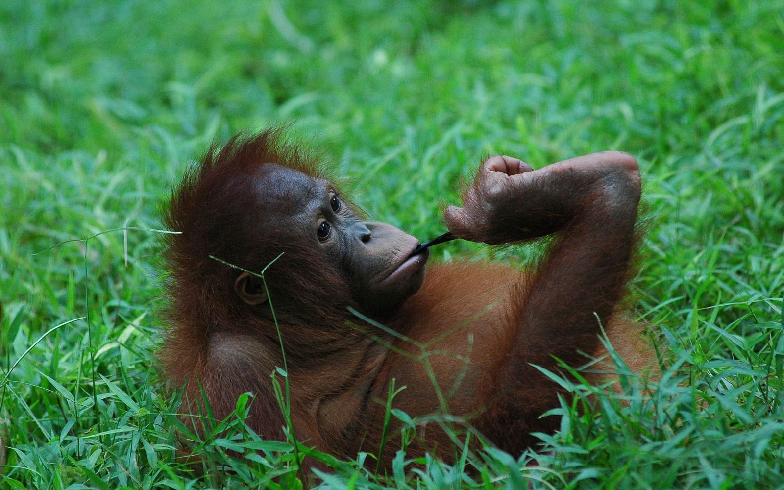 1600x1000 Orangutan Wallpaper, Desktop