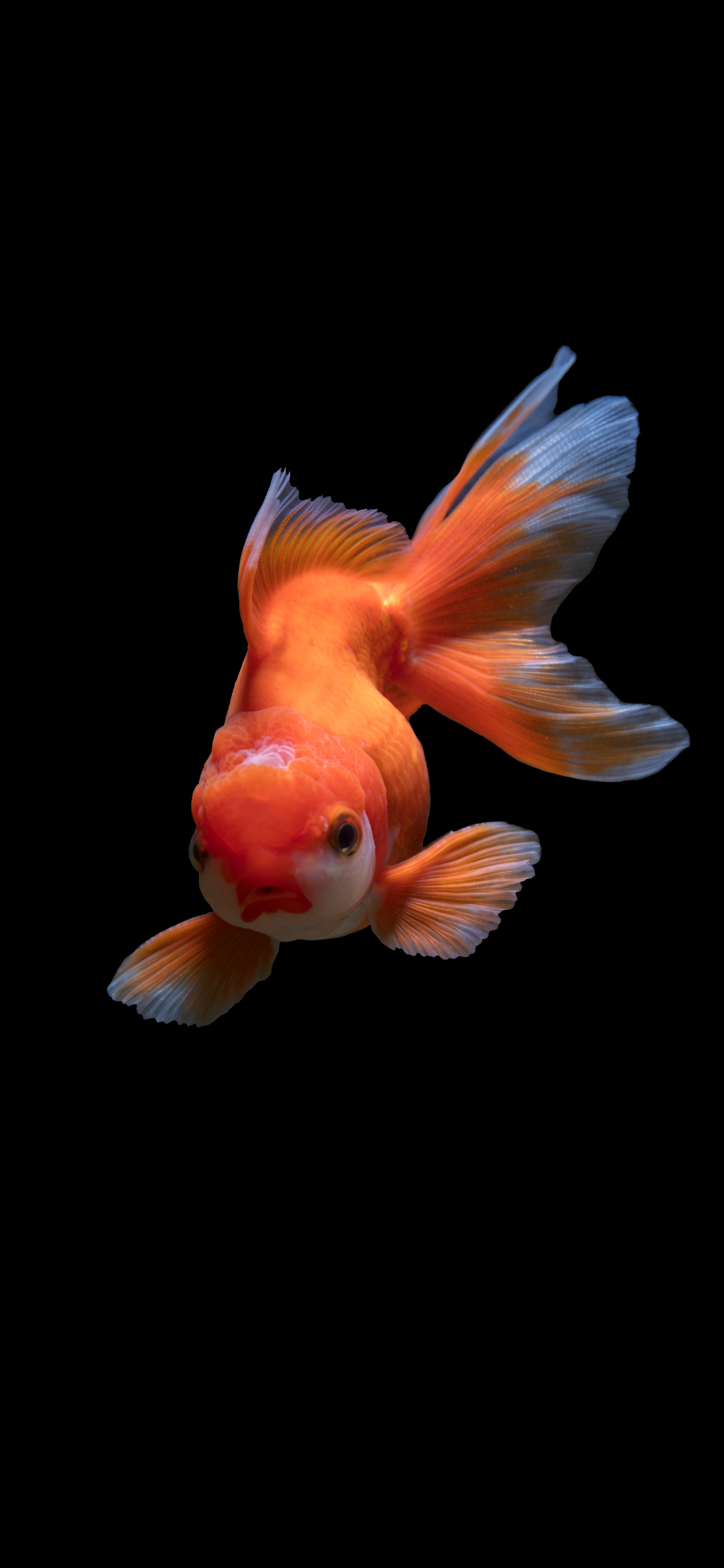 1250x2690 Fish Wallpaper for iPhone Pro Max, X, 6 Download, Phone