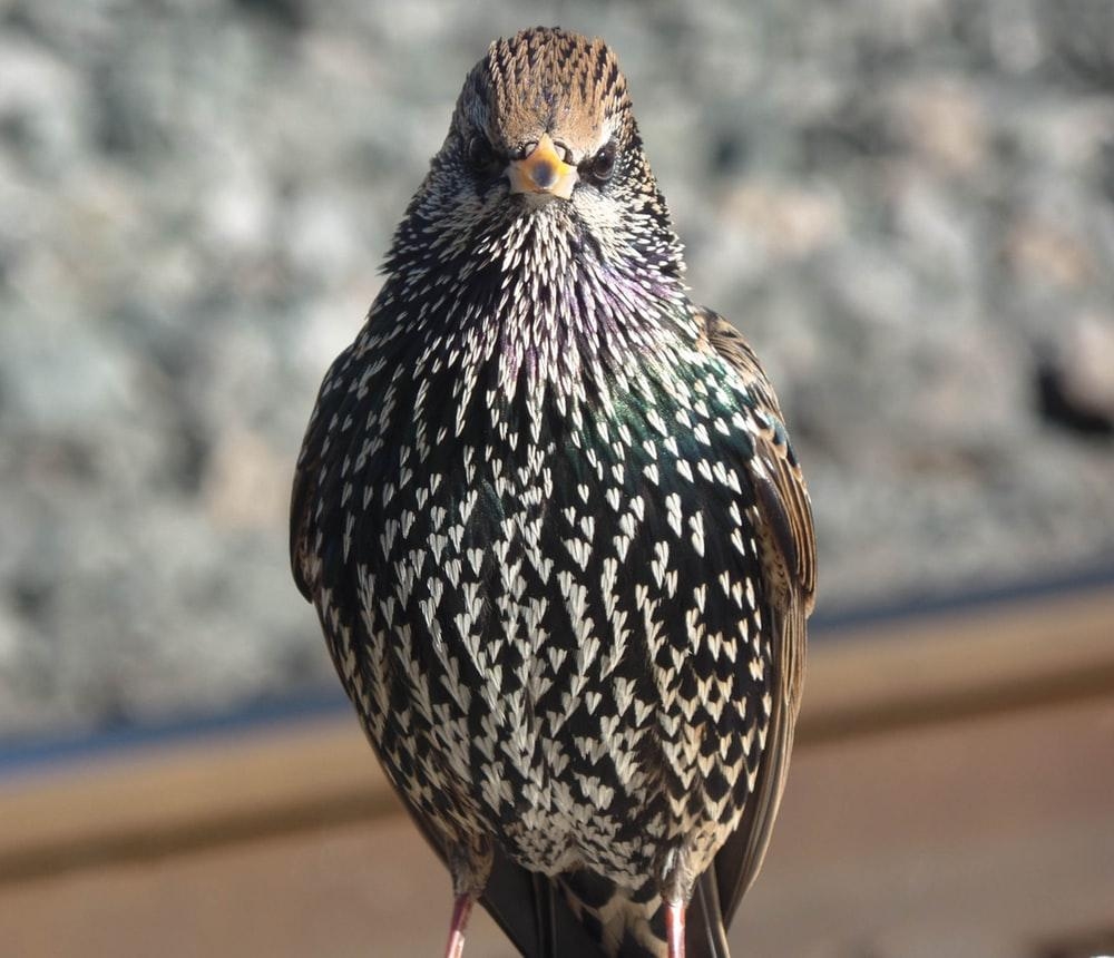 1000x860 Starling Picture. Download Free Image, Desktop