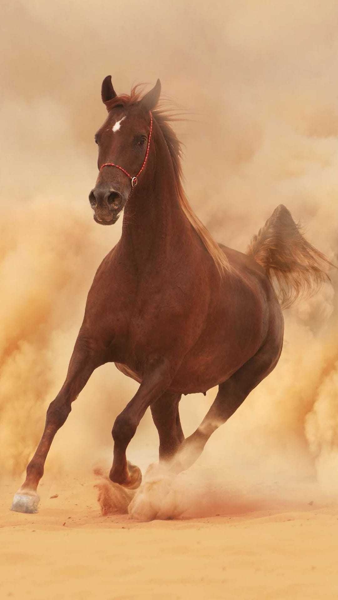 1080x1920 Horse Wallpaper, Phone