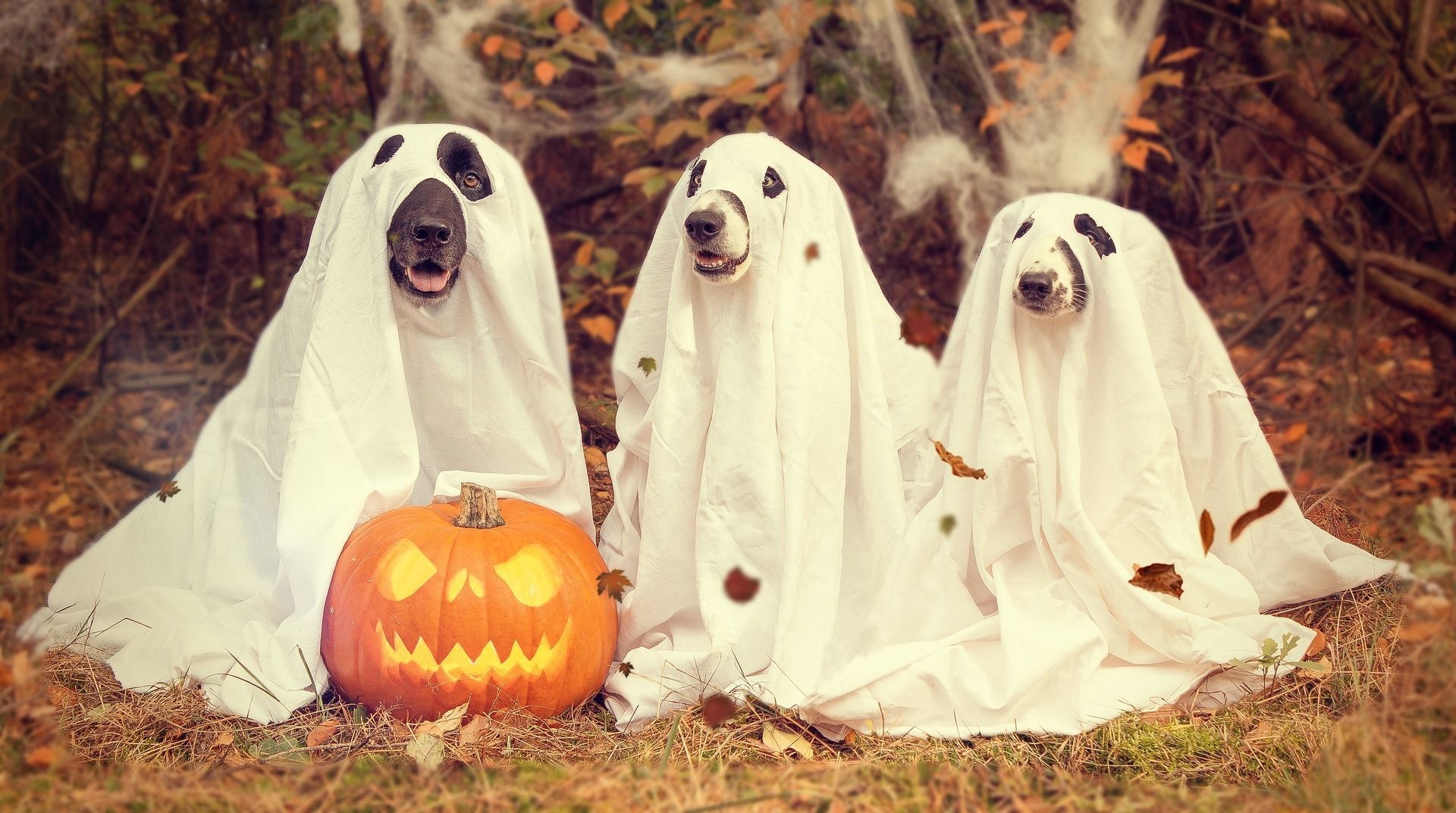 1920x1080 Halloween Dog Wallpaper, Desktop