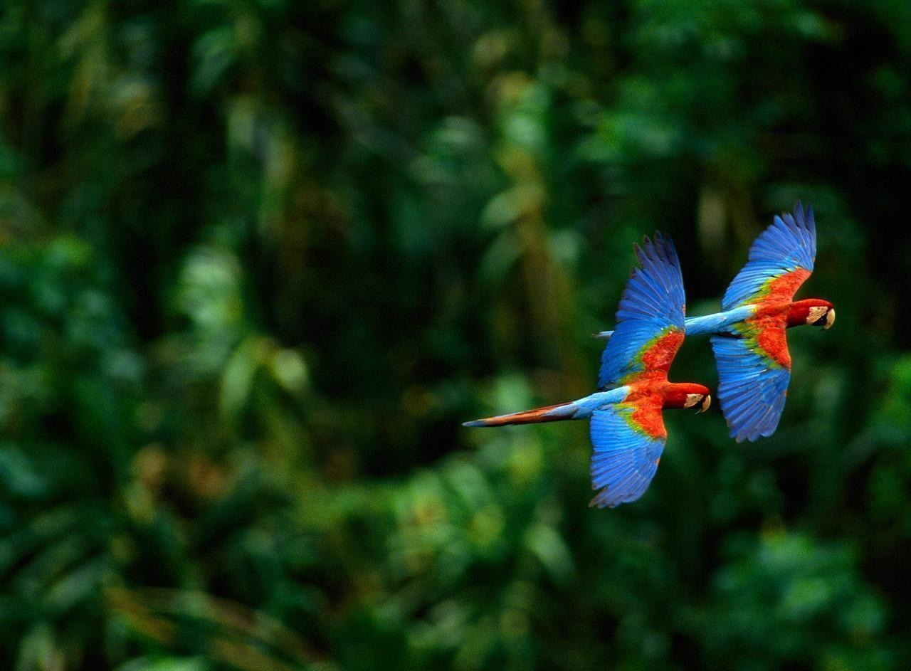 1280x950 Macaw Parrot Wallpaper Cute and Docile, Desktop